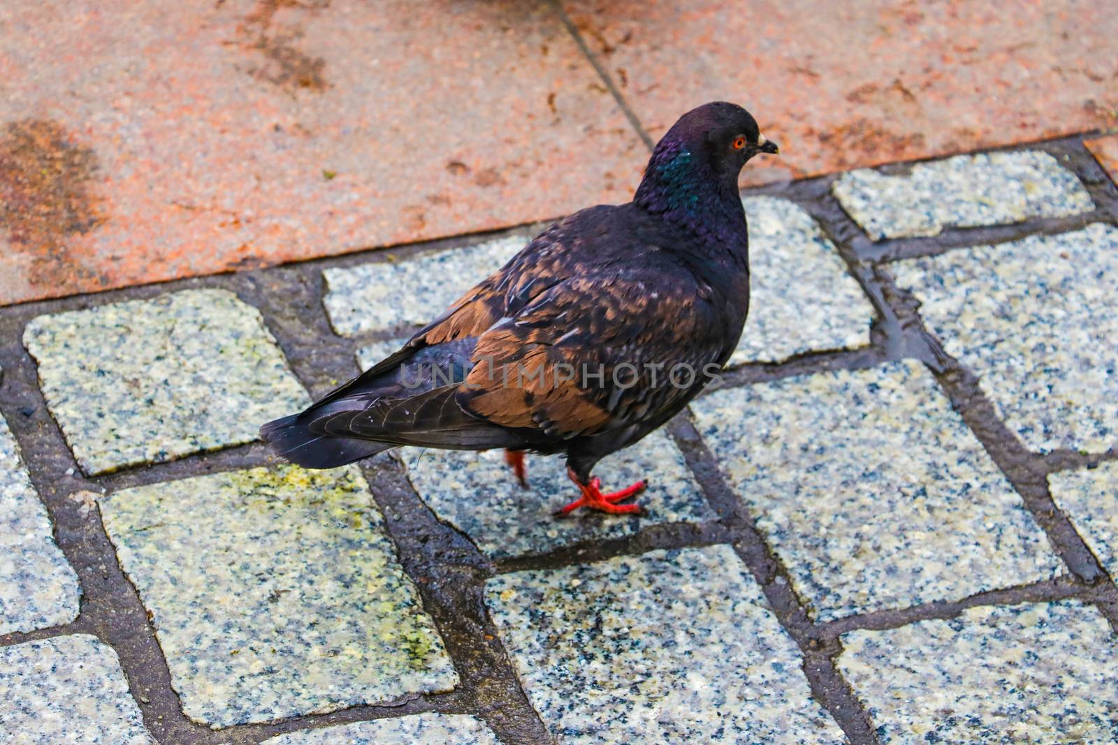 Dove walking along street. One dove. Street dove. finding meal. by kip02kas