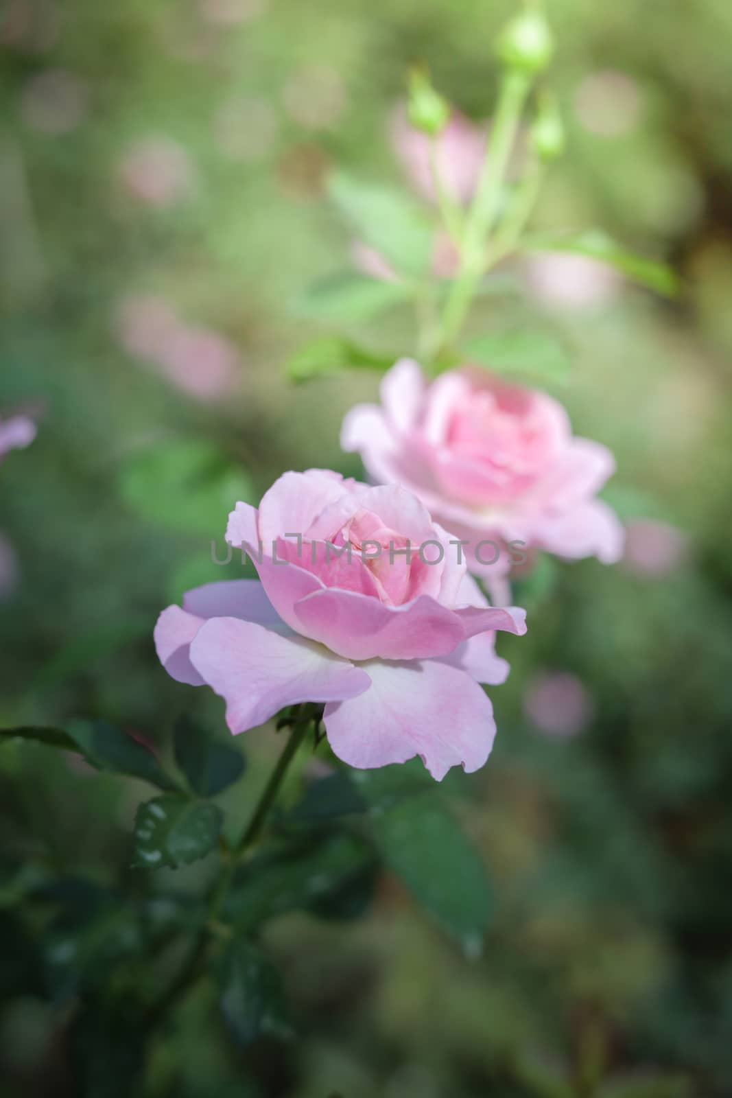 Roses in the garden, Roses are beautiful with a beautiful sunny day.