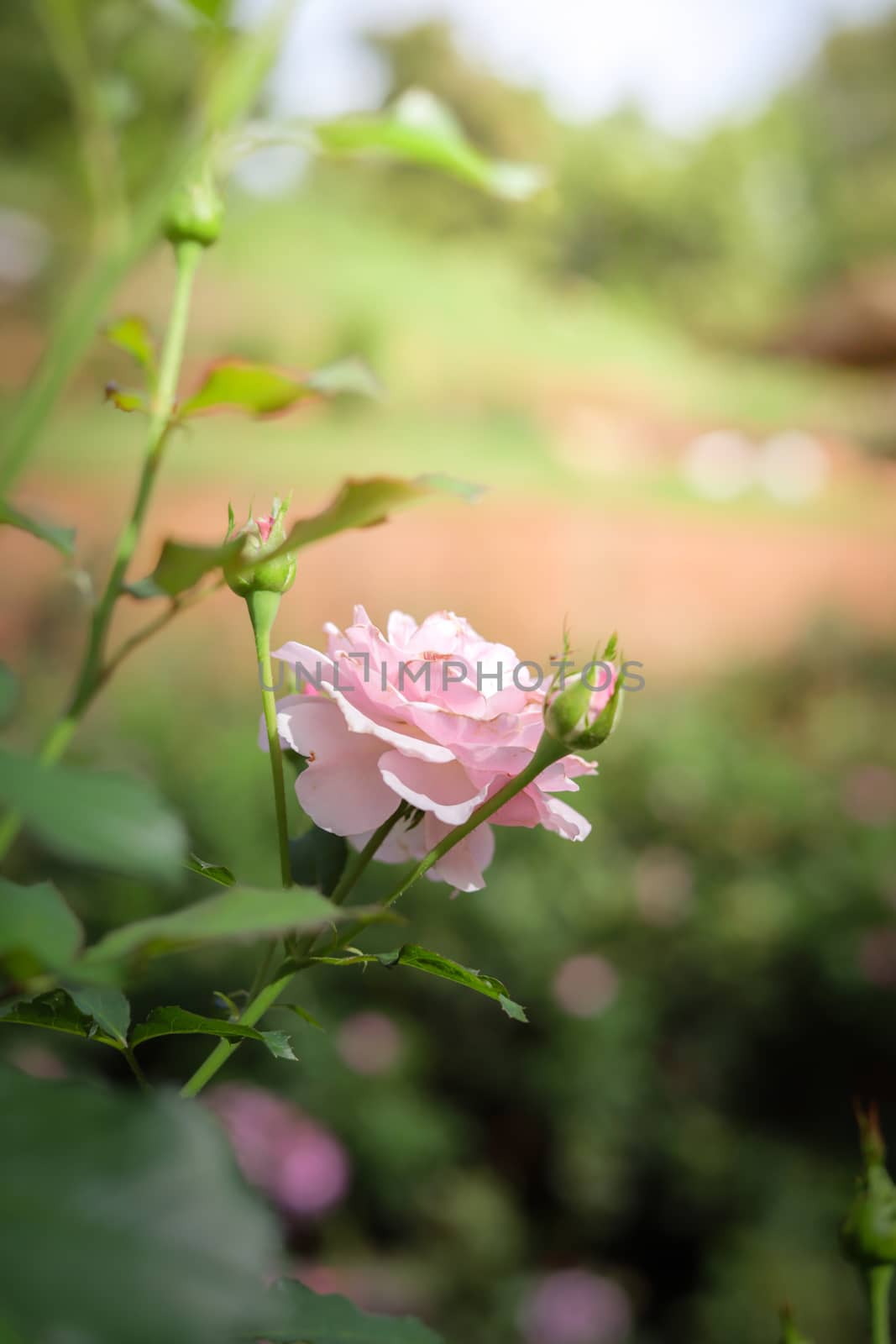 Roses in the garden, Roses are beautiful with a beautiful sunny day.