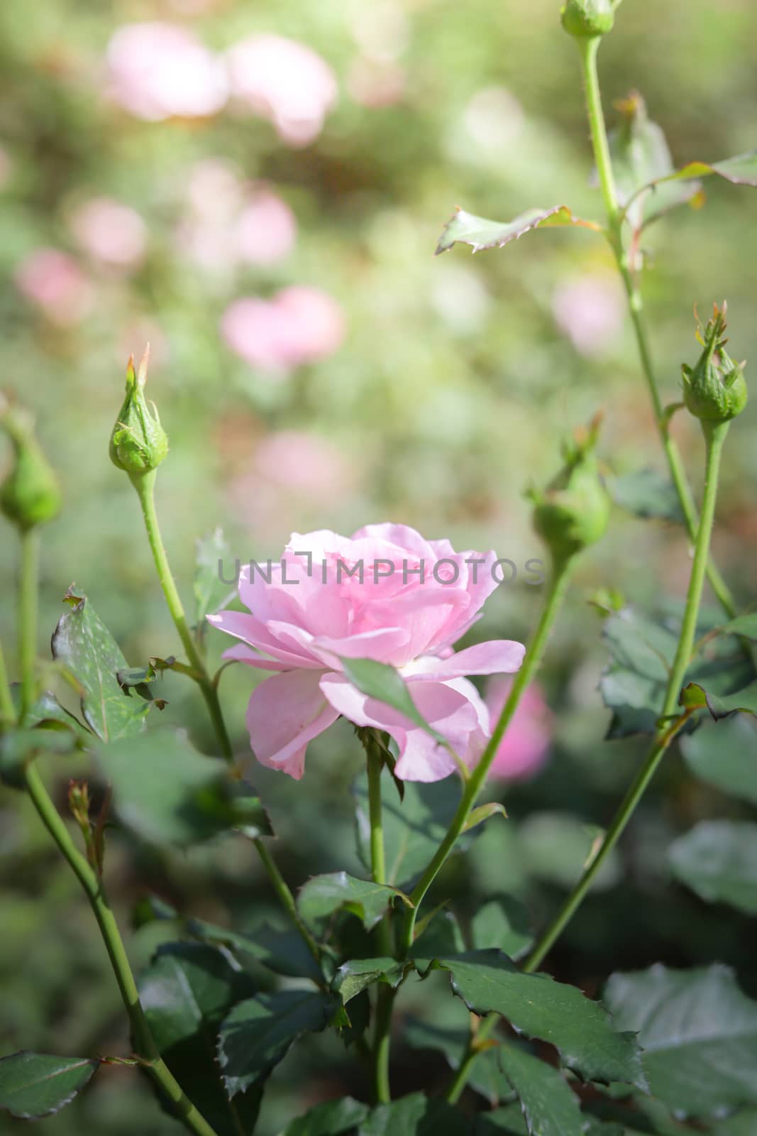 Roses in the garden, Roses are beautiful with a beautiful sunny day.