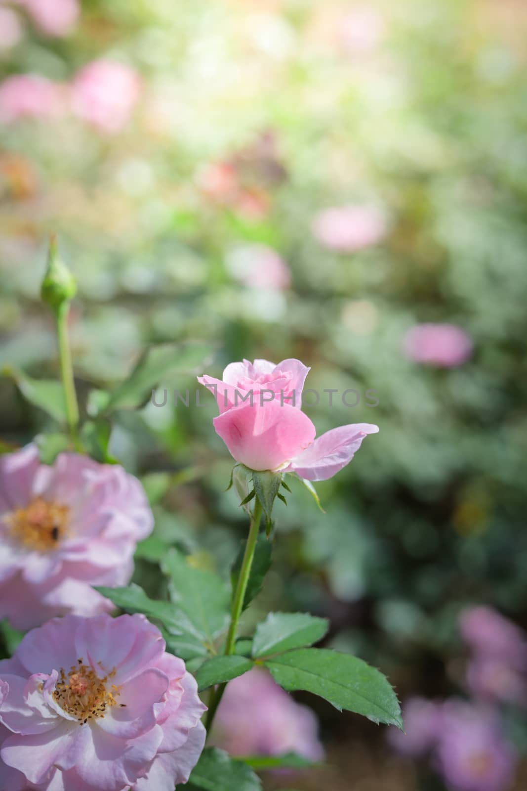 Roses in the garden, Roses are beautiful with a beautiful sunny day.