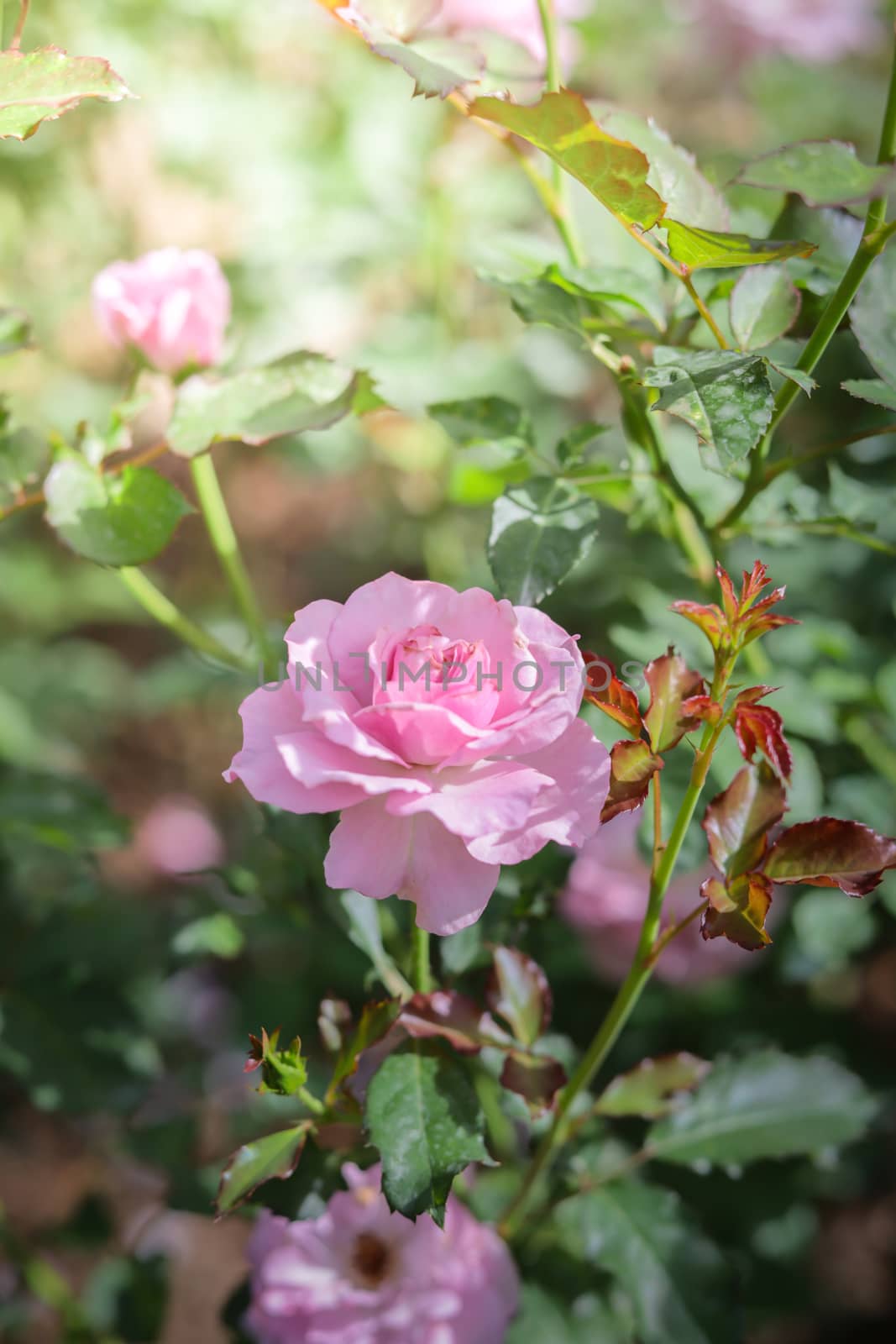 Roses in the garden, Roses are beautiful with a beautiful sunny day.