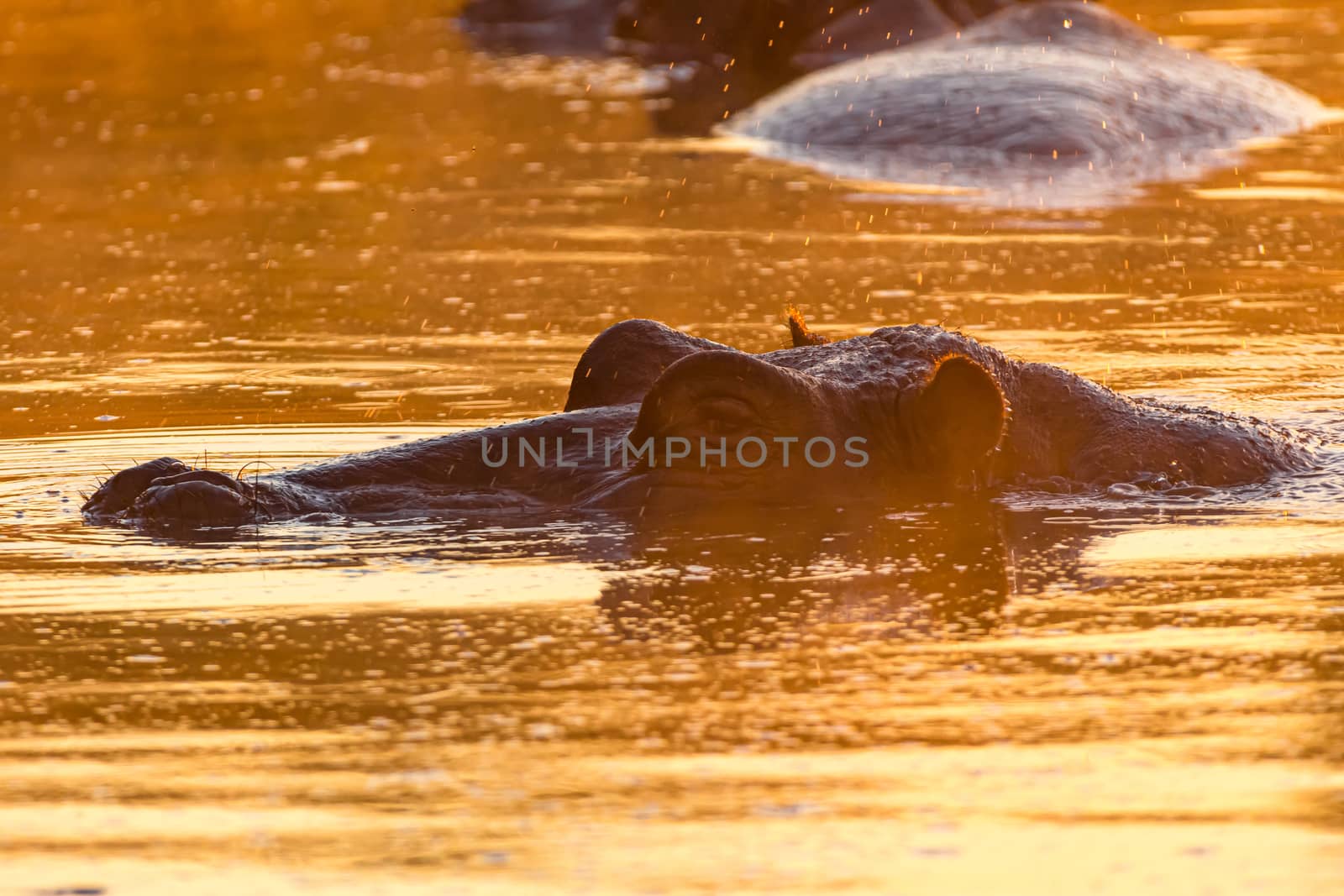 The nose, eyes and ears of a hippopotamus, above water at sunrise, at Lake Panic