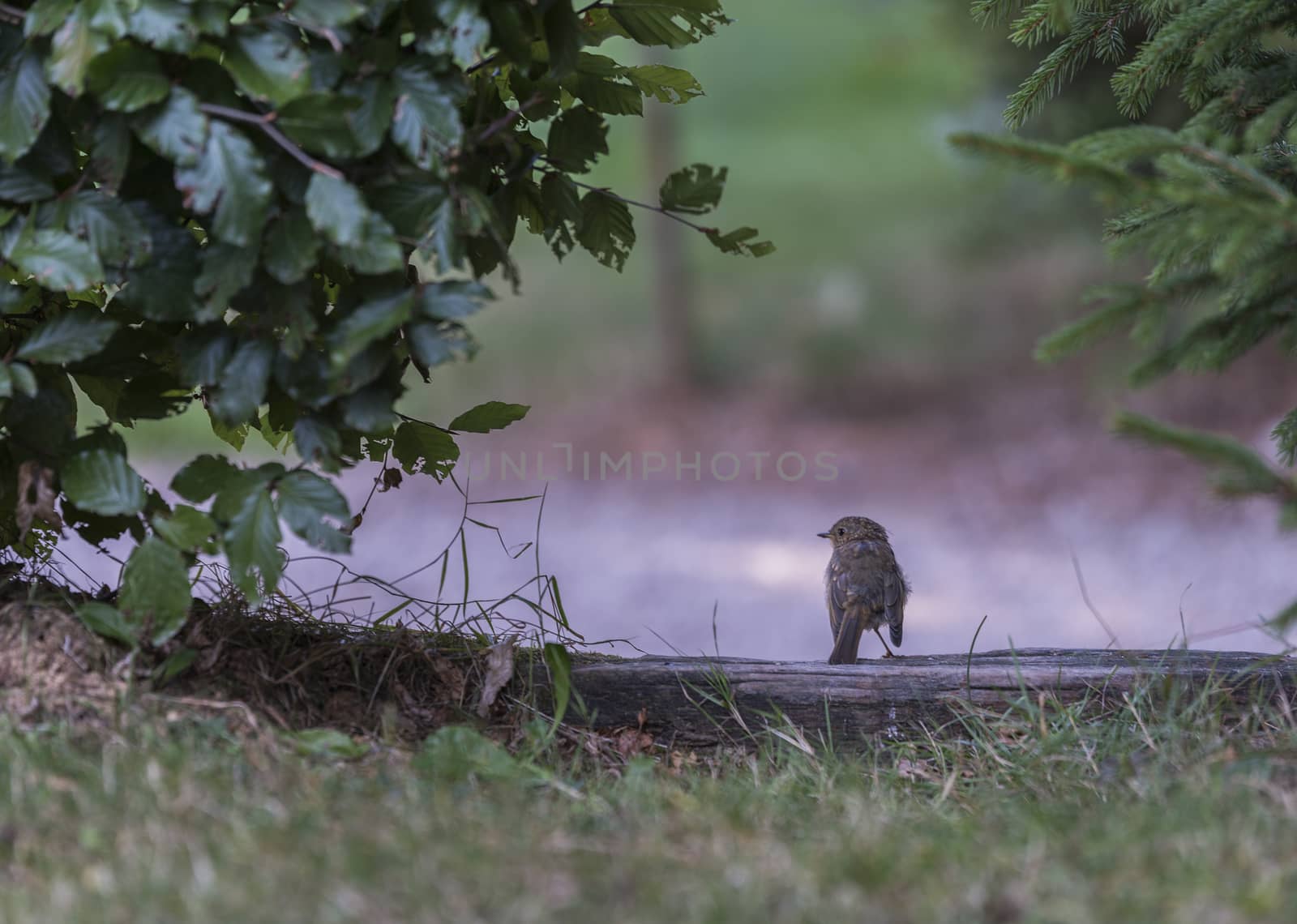 young robin bird in august looking for food