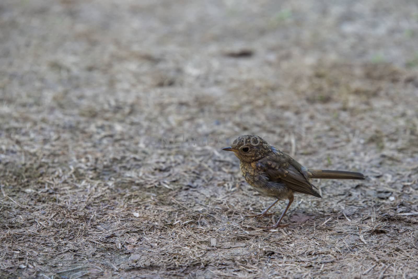 young robin bird in august looking for food
