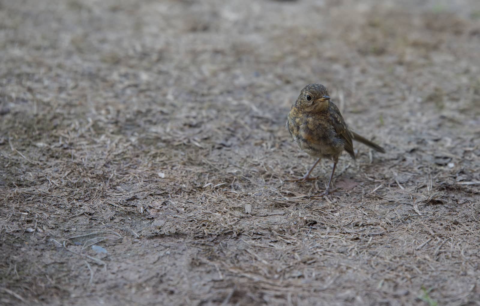 young robin bird in august looking for food
