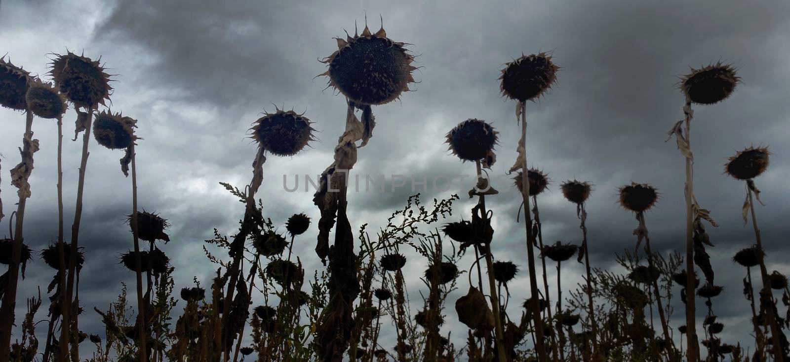 Vintage withered sunflowers in the autumn field
