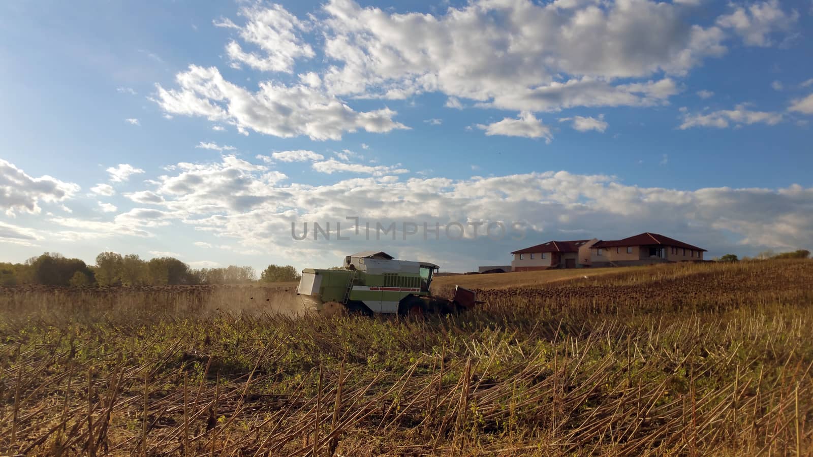 Combine is working in the field. Harvester is cutting ripe, dry sunflowers. Beautiful landscape with blue sky. Agriculture autumn design concept.