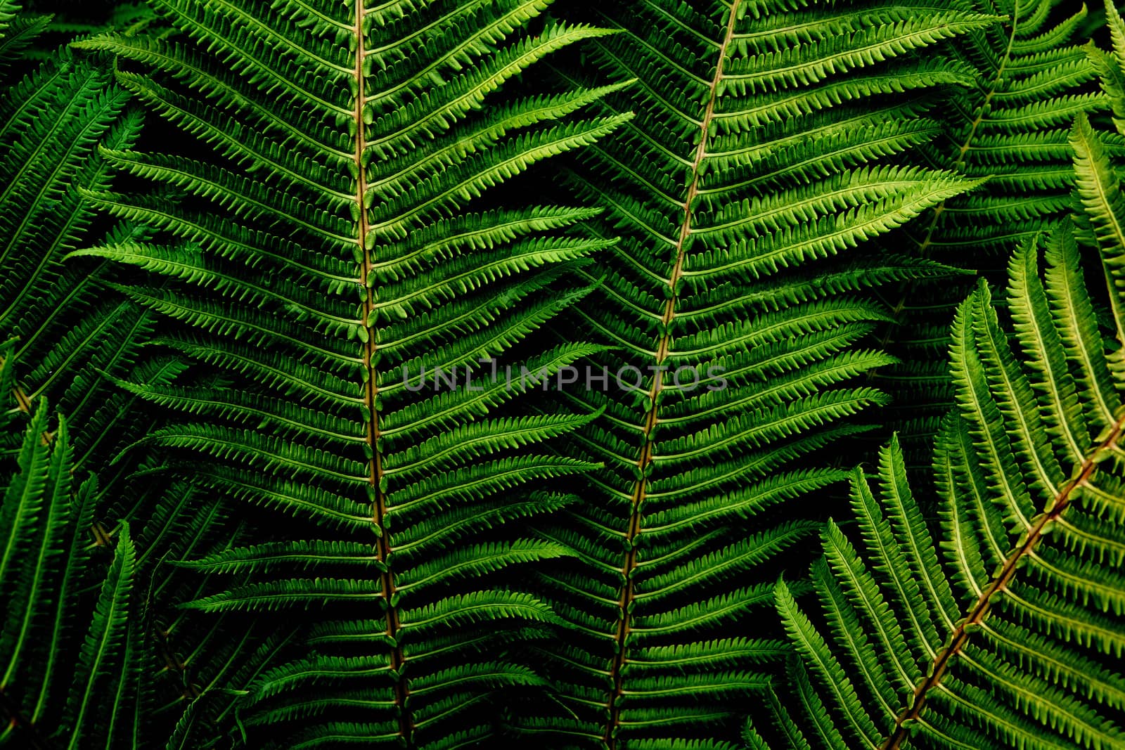 Floral background. Dark green fern foliage close-up. Image for lifestyle blog, social media or interior. Horizontal. Dark mood style.