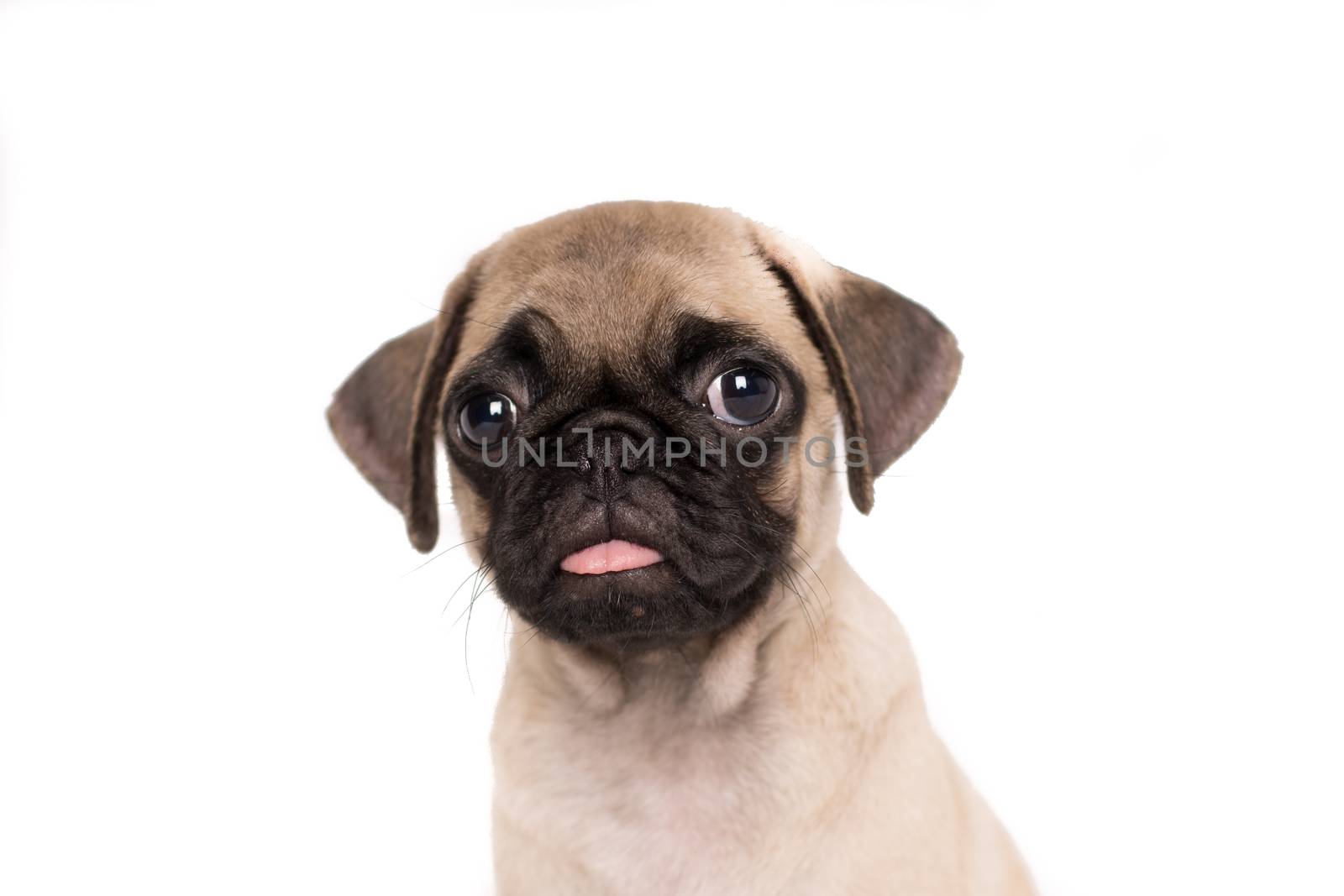 Close-up head portrait puppy pug funny dog isolated on white background - text space-