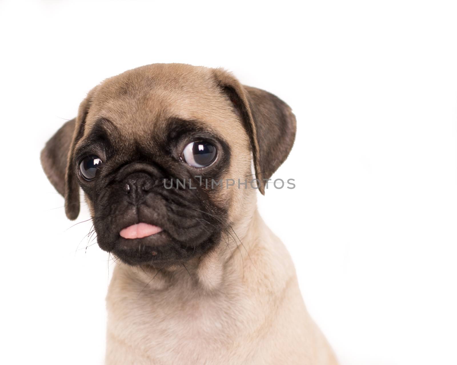 Close-up pug funny lovely tongue out isolated - right text space by endika_zulaika