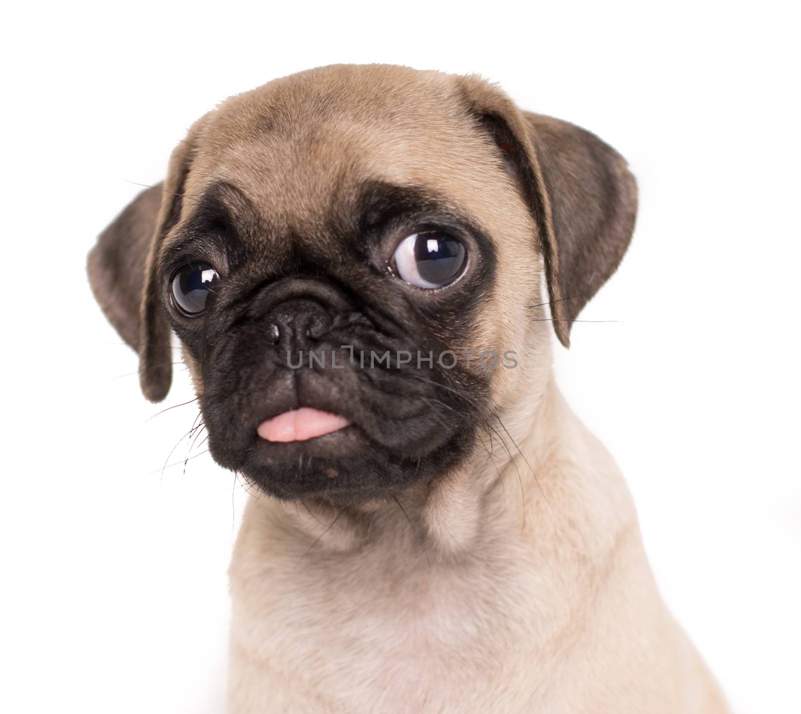 close-up small puppy pug dog frontal portrait on white backgroun by endika_zulaika