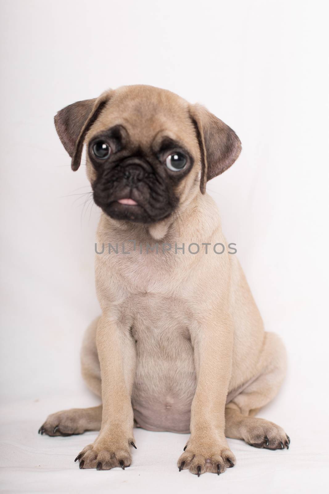 Close-up portrait of adorable sad puppy little pug dog sitting o by endika_zulaika