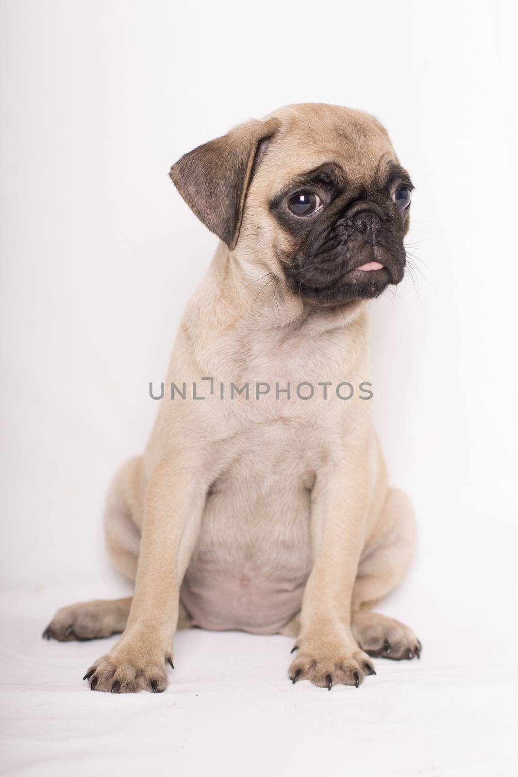 Close-up portrait of adorable sad puppy little pug dog sitting o by endika_zulaika