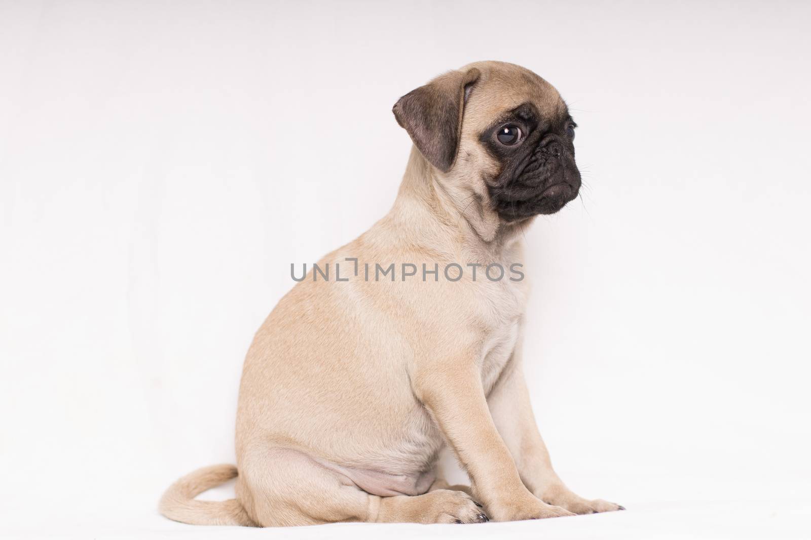 open portrait puppy dog pug isolated on white background - text space to write -