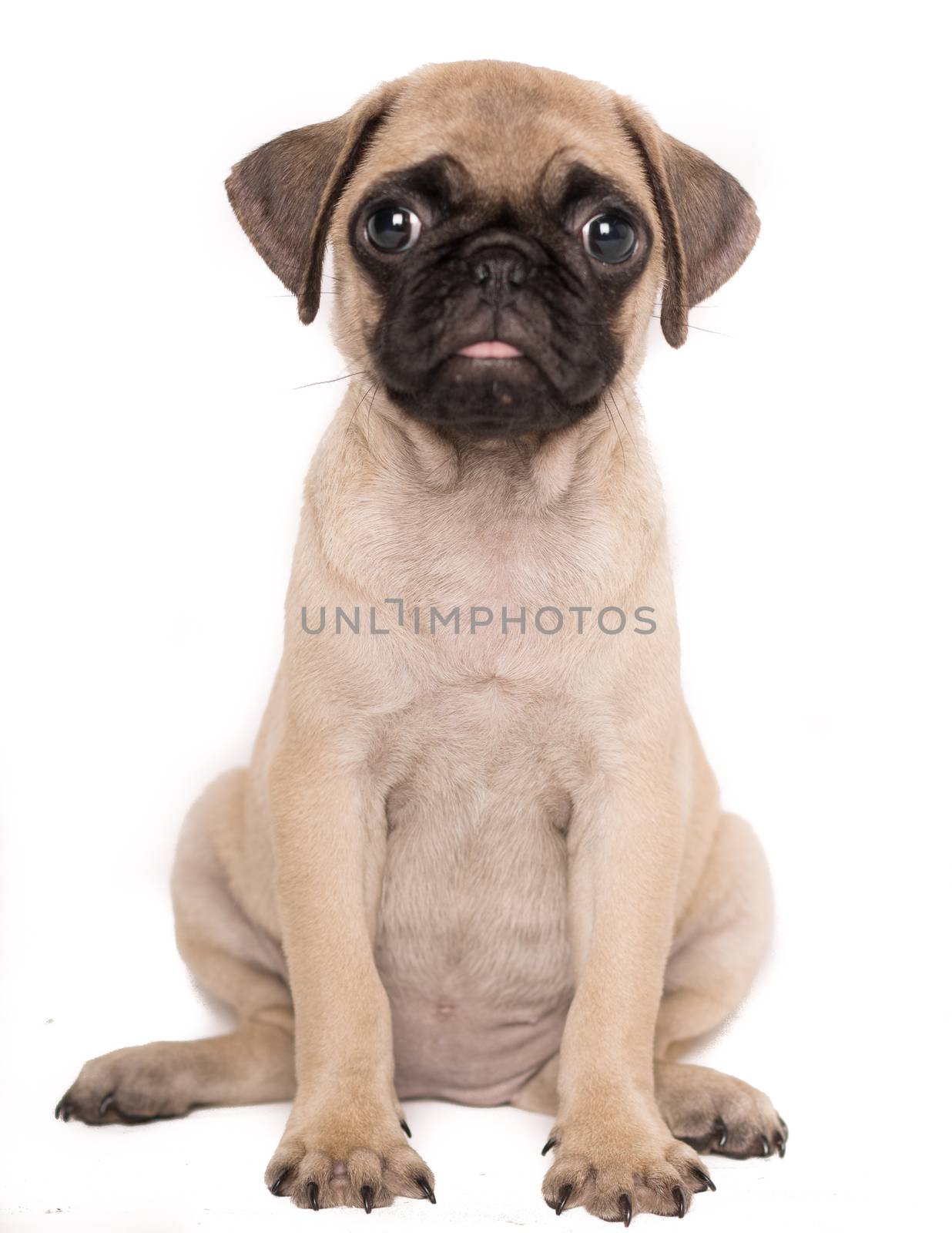 Close-up portrait of adorable sad puppy little pug dog sitting o by endika_zulaika