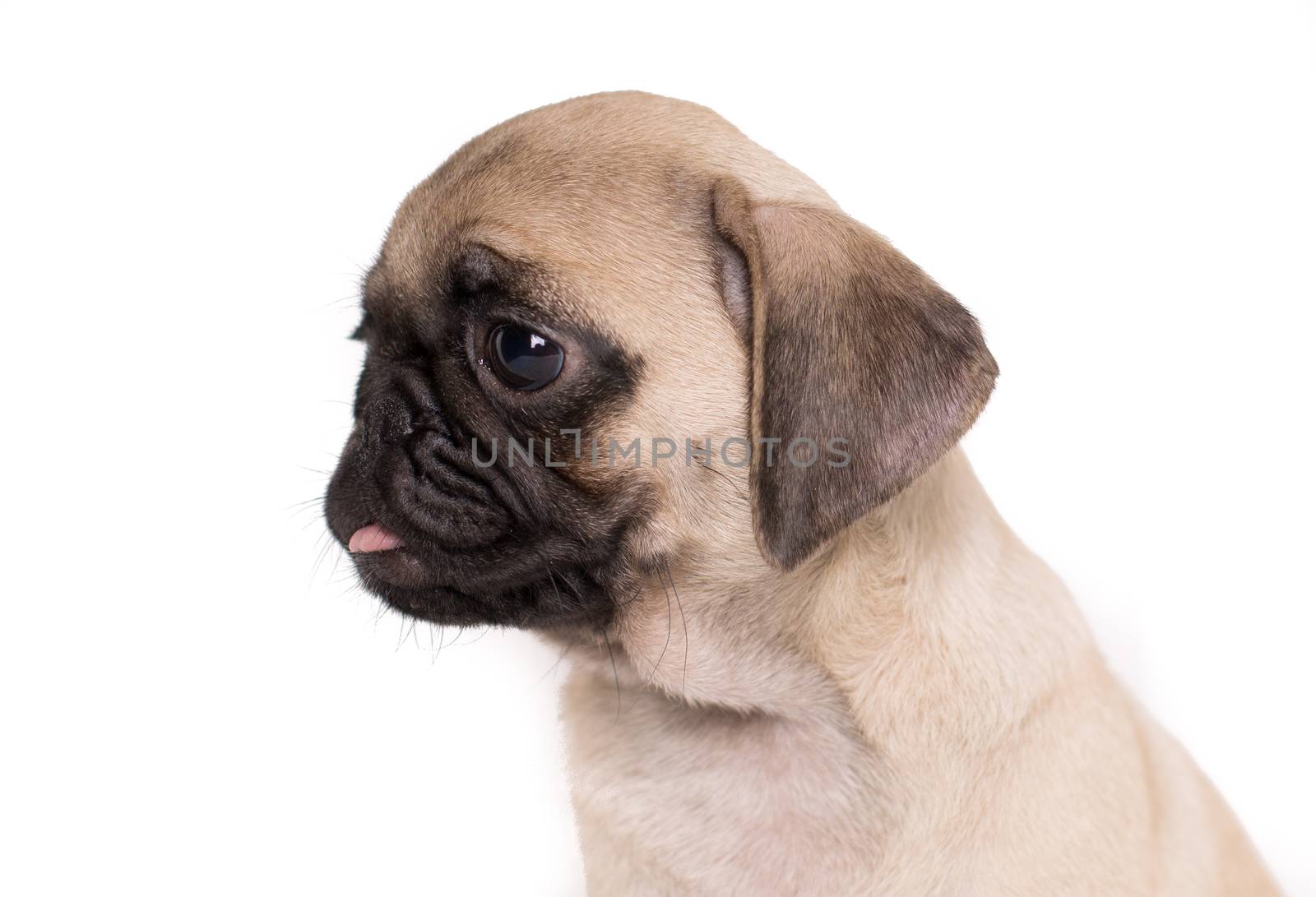 Close-up head portrait puppy pug funny dog isolated on white background - text space-
