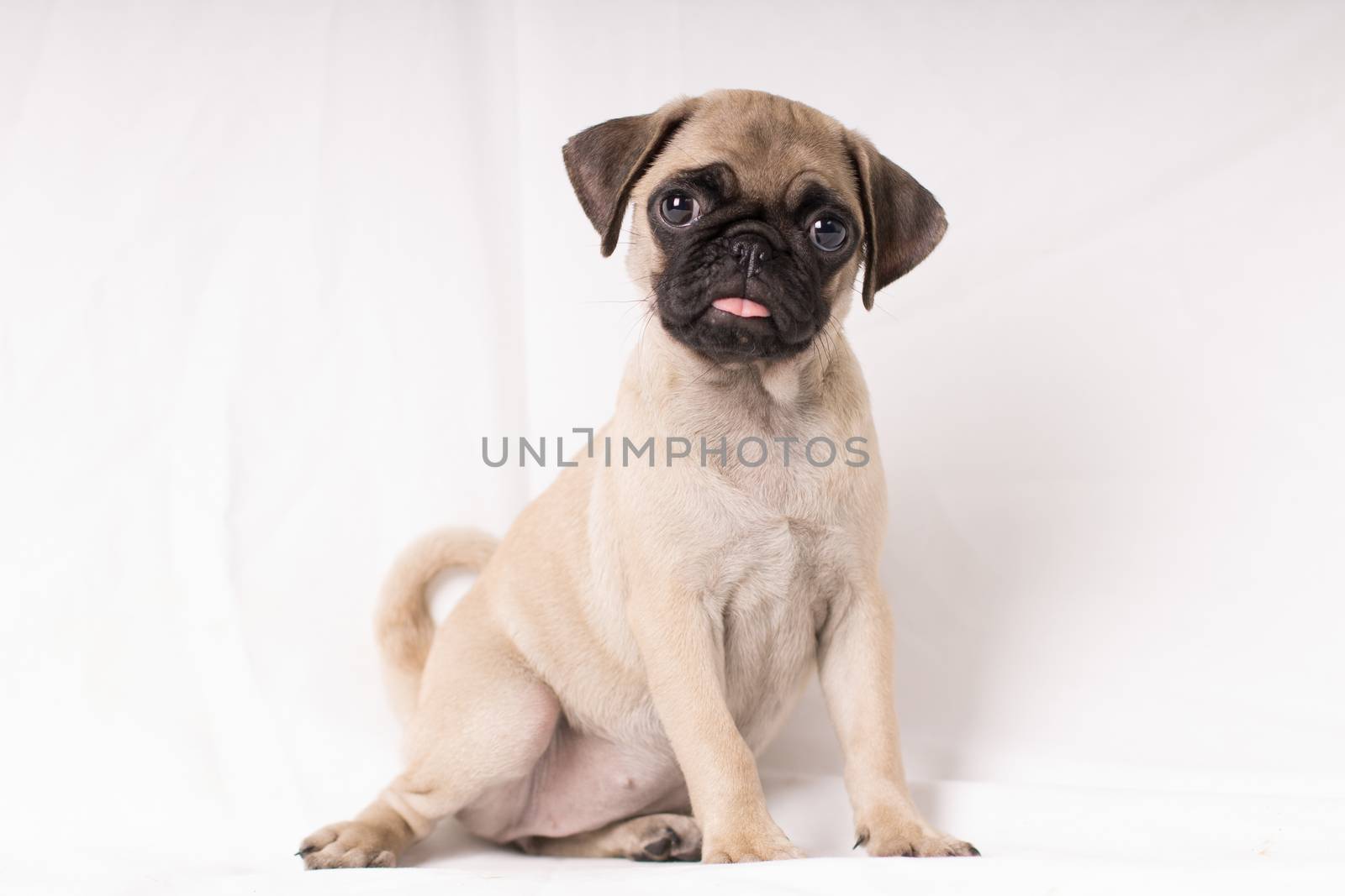 Pug, portrait of a puppy small lovely dog looking at camera isolated on white bakcground