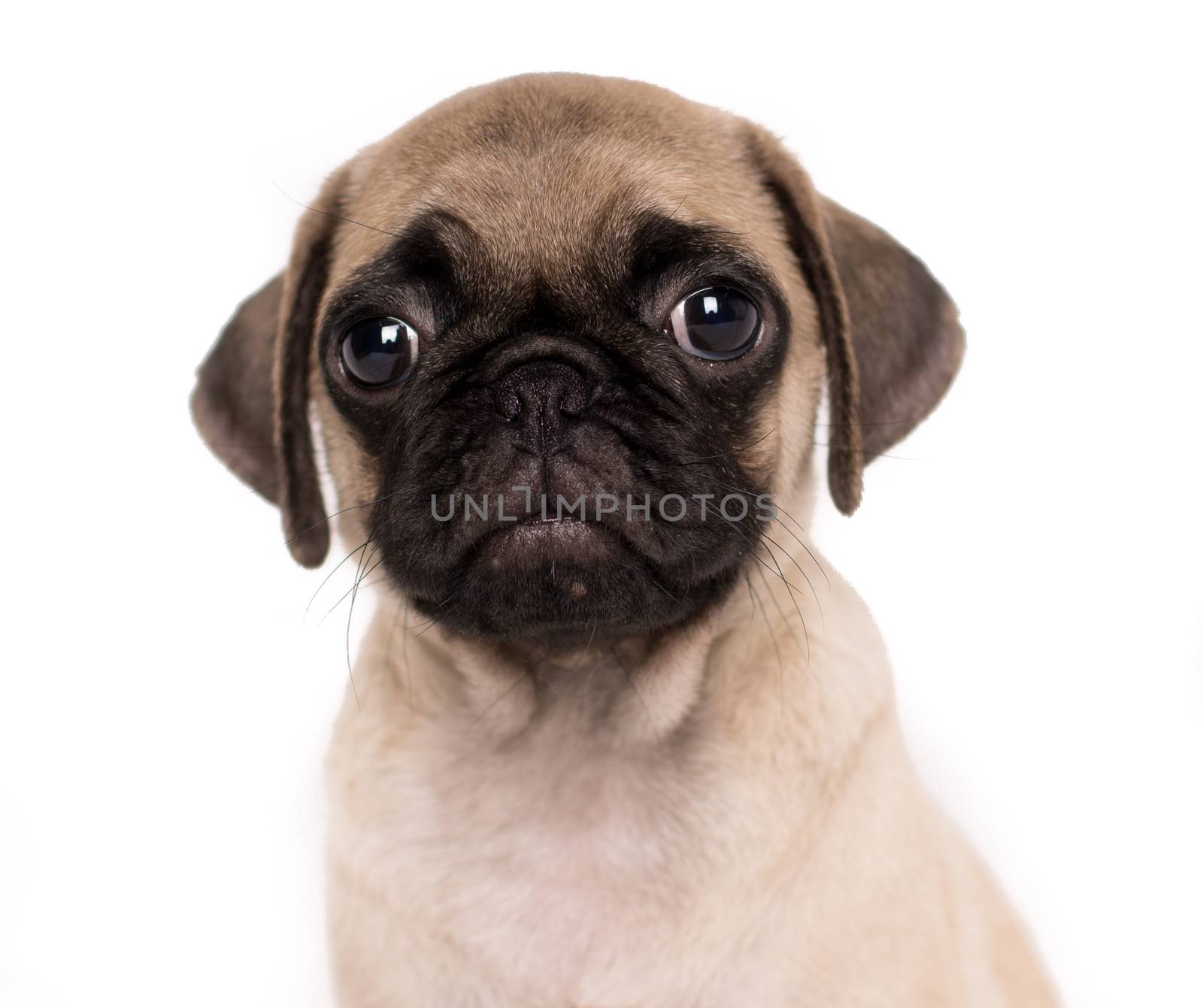 sad pug puppy close-up portrait in front of white bakcground by endika_zulaika