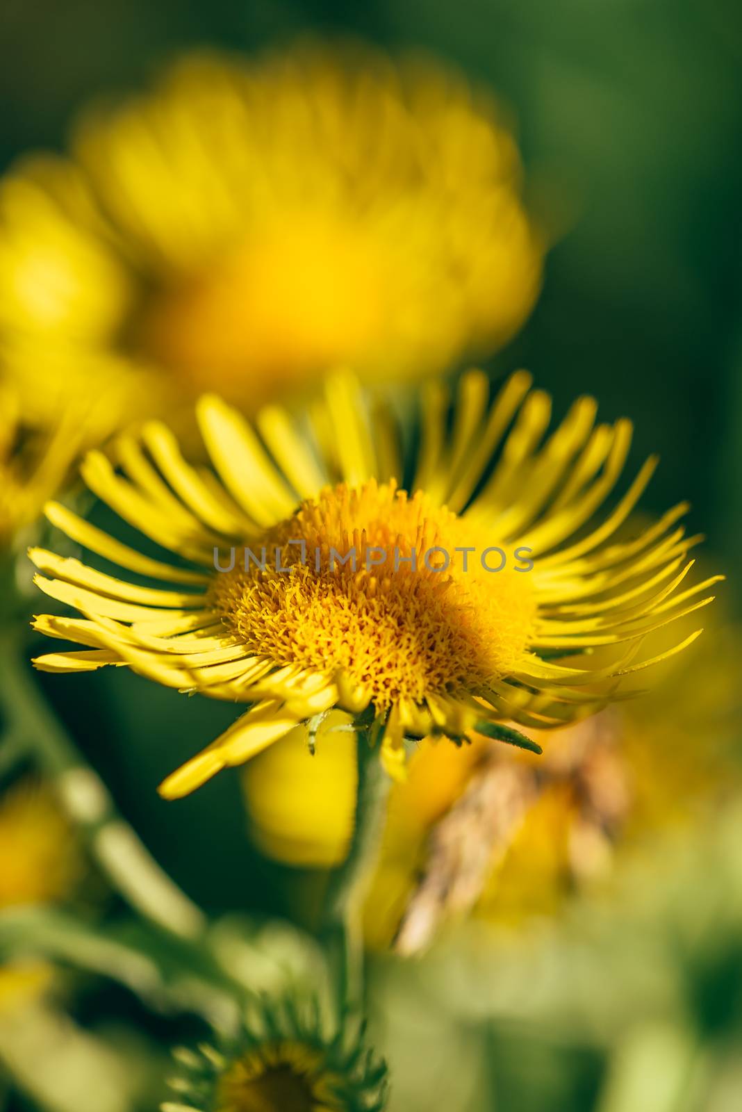 Beautiful yellow flowers on blurred background. Selective focus.
