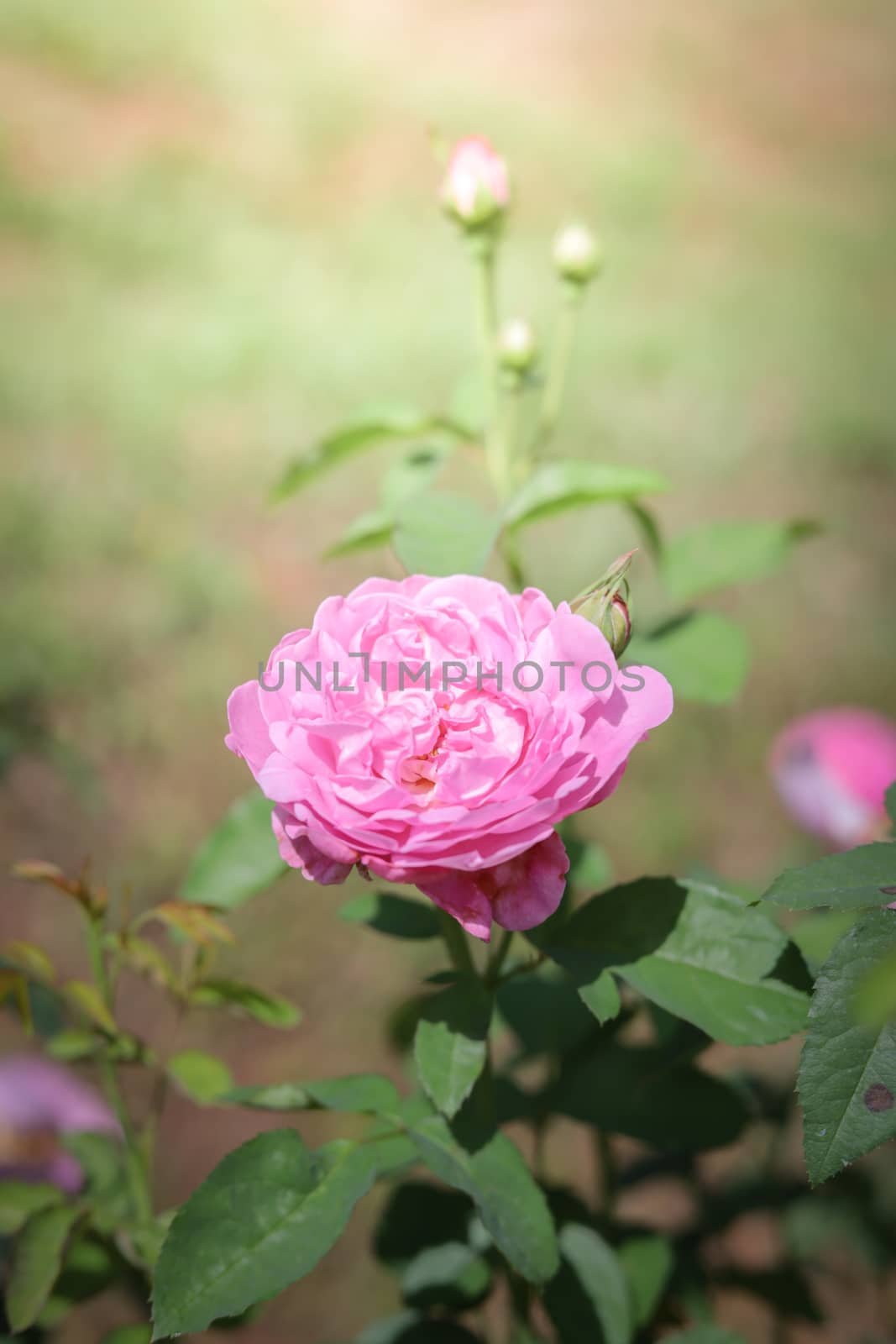 Roses in the garden, Roses are beautiful with a beautiful sunny day.