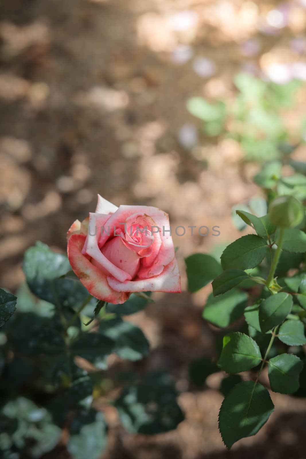 Roses in the garden, Roses are beautiful with a beautiful sunny day.