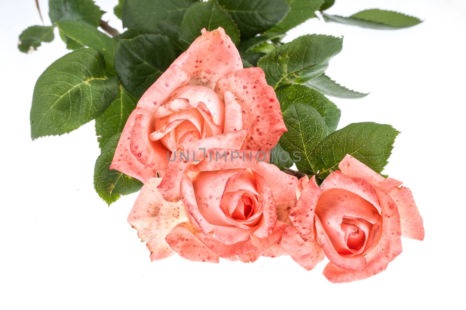 Bouquet of pink roses on an isolated background
