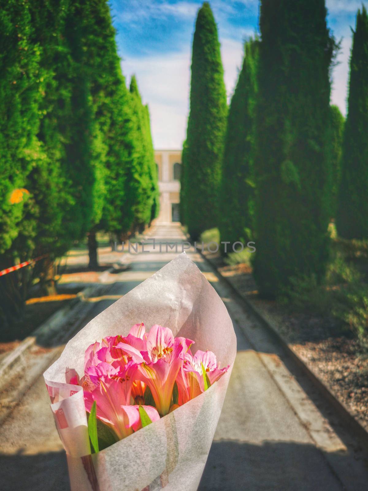 bring flowers to cemetery along cypress lined avenue .