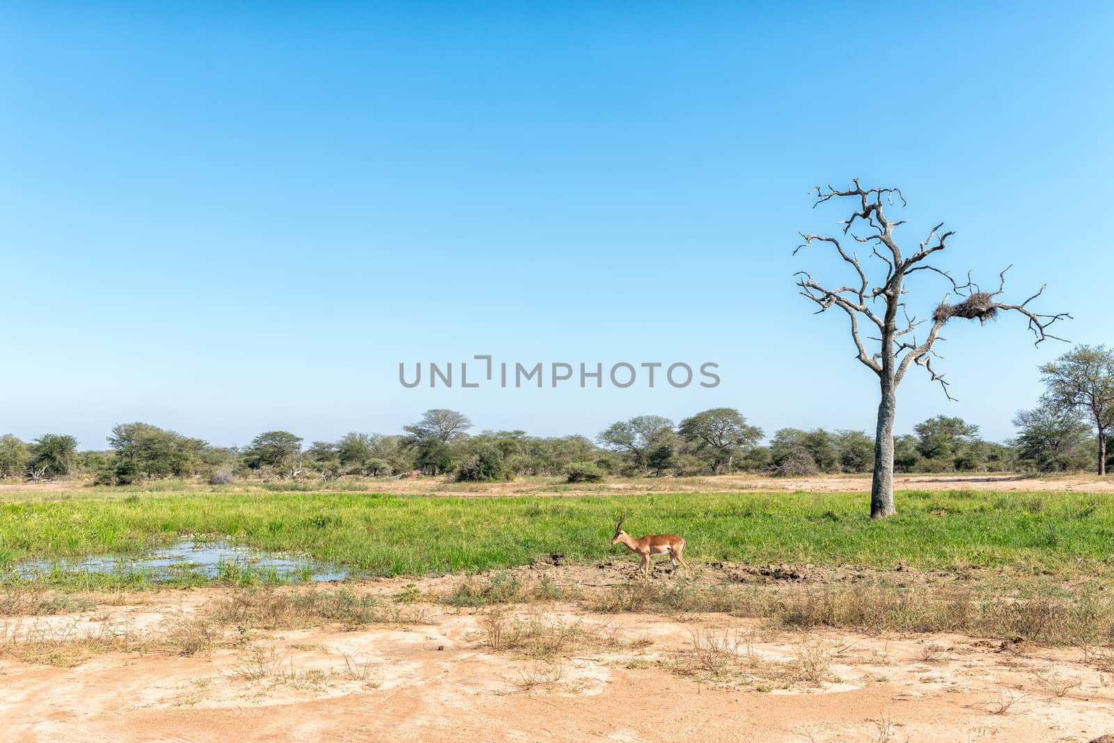 An impala ram, Aepyceros melampus, on its way to water. A dead tree and bird nest is visible