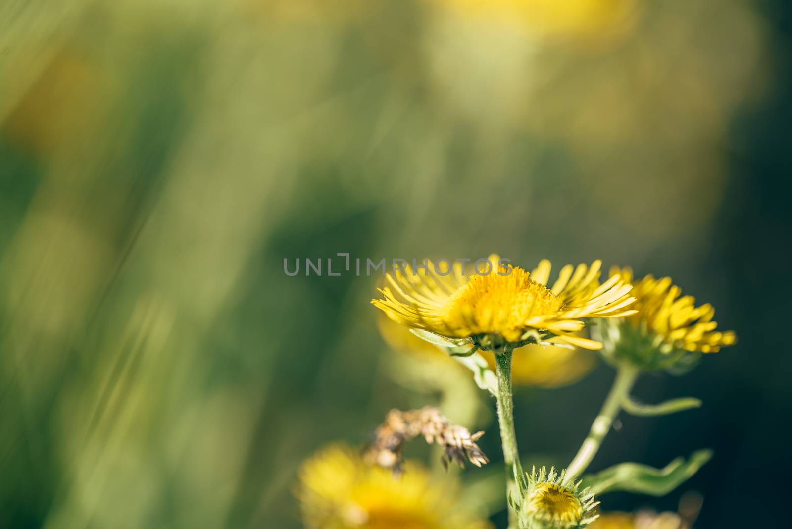 Beautiful yellow flowers on blurred background. Selective focus.