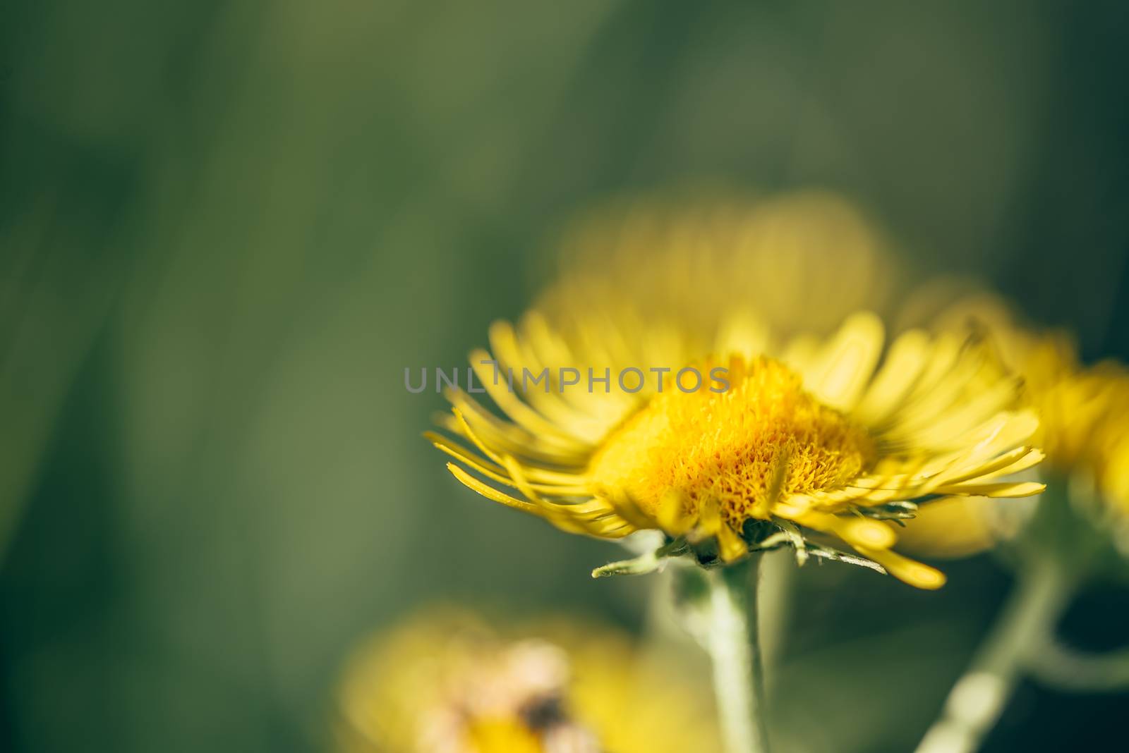 Beautiful yellow flowers on blurred background. Selective focus.