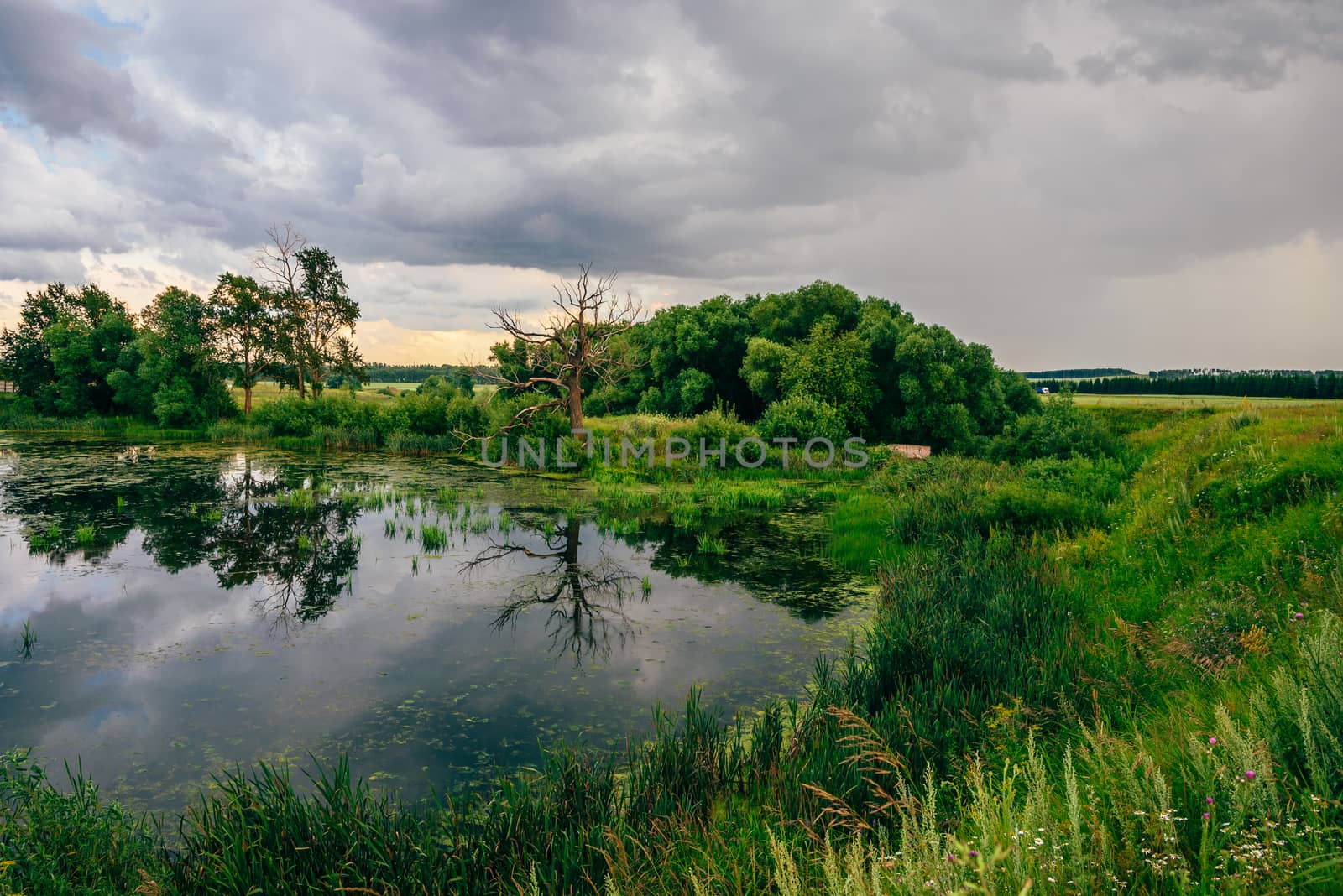 Dead and Dry Tree on Pond Shore at Overcast Day. Reflection on Water Surface.