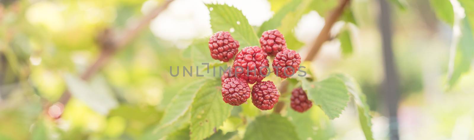 Panoramic group of organic unripe blackberries growing on tree in Texas, America by trongnguyen