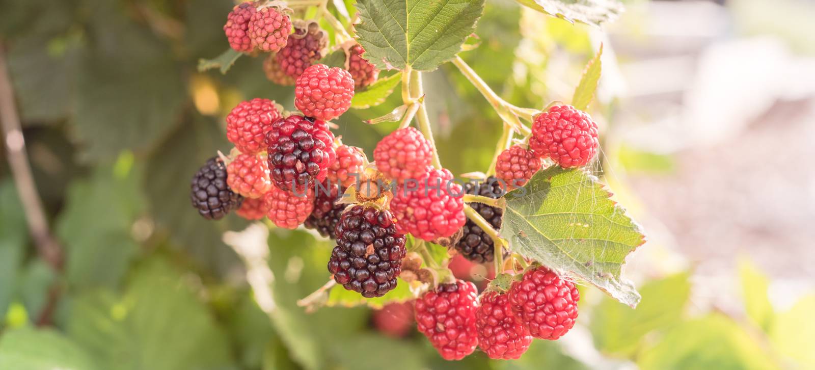 Panoramic group of organic ripe and unripe blackberries growing on tree in Texas, America by trongnguyen