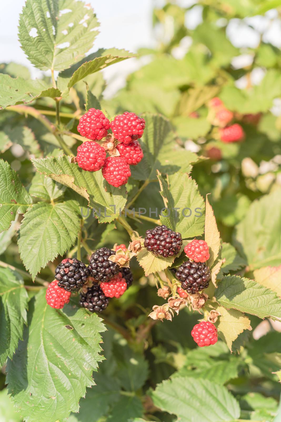 Pile of ripe and unripe blackberries growing on tree. Red (unripe) and dark black (ripe) raw organic blueberry with green leaves background
