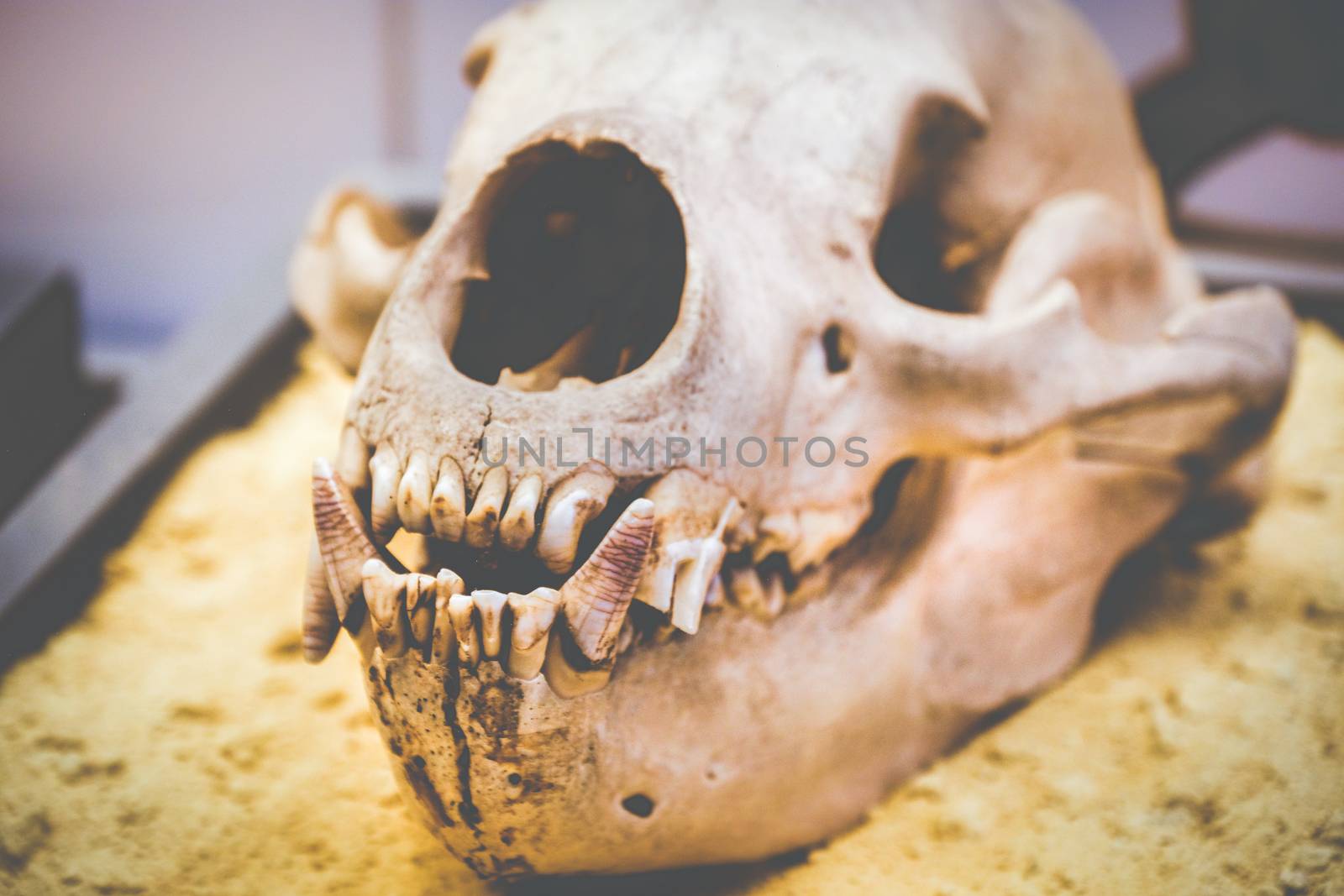 dog skull anatomy teeth fang by LucaLorenzelli