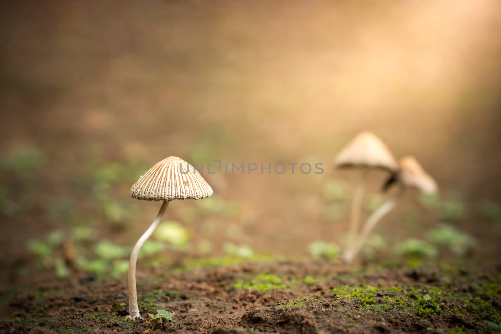 Poisonous mushroom and morning sunlight in tropical forest. Conc by SaitanSainam