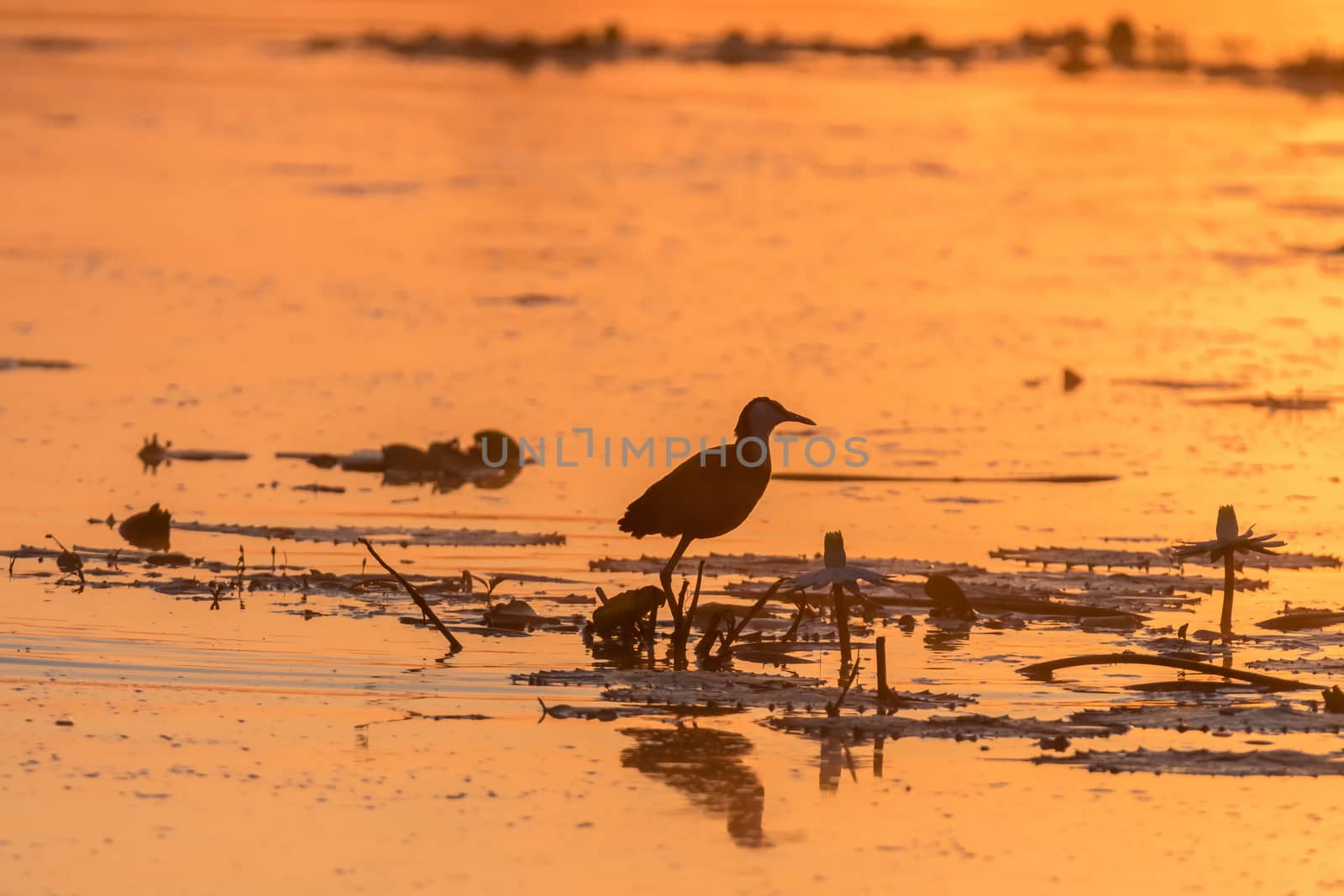 Silhouette at sunrise of an african jacana, Actophilornis africanus, on a water lily leaf at Lake Panic