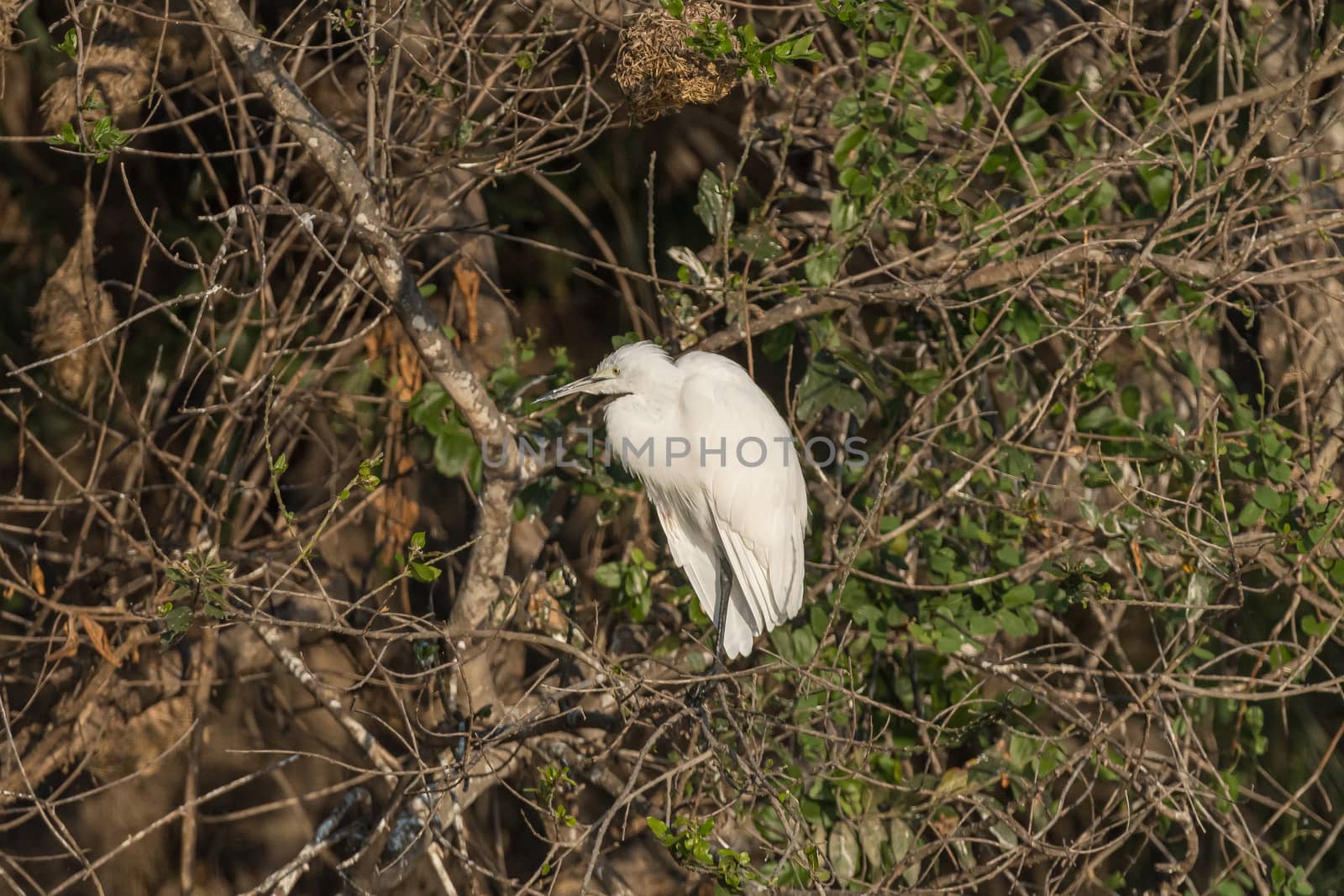 A little egret, Egretta garzetta, in a tree above water