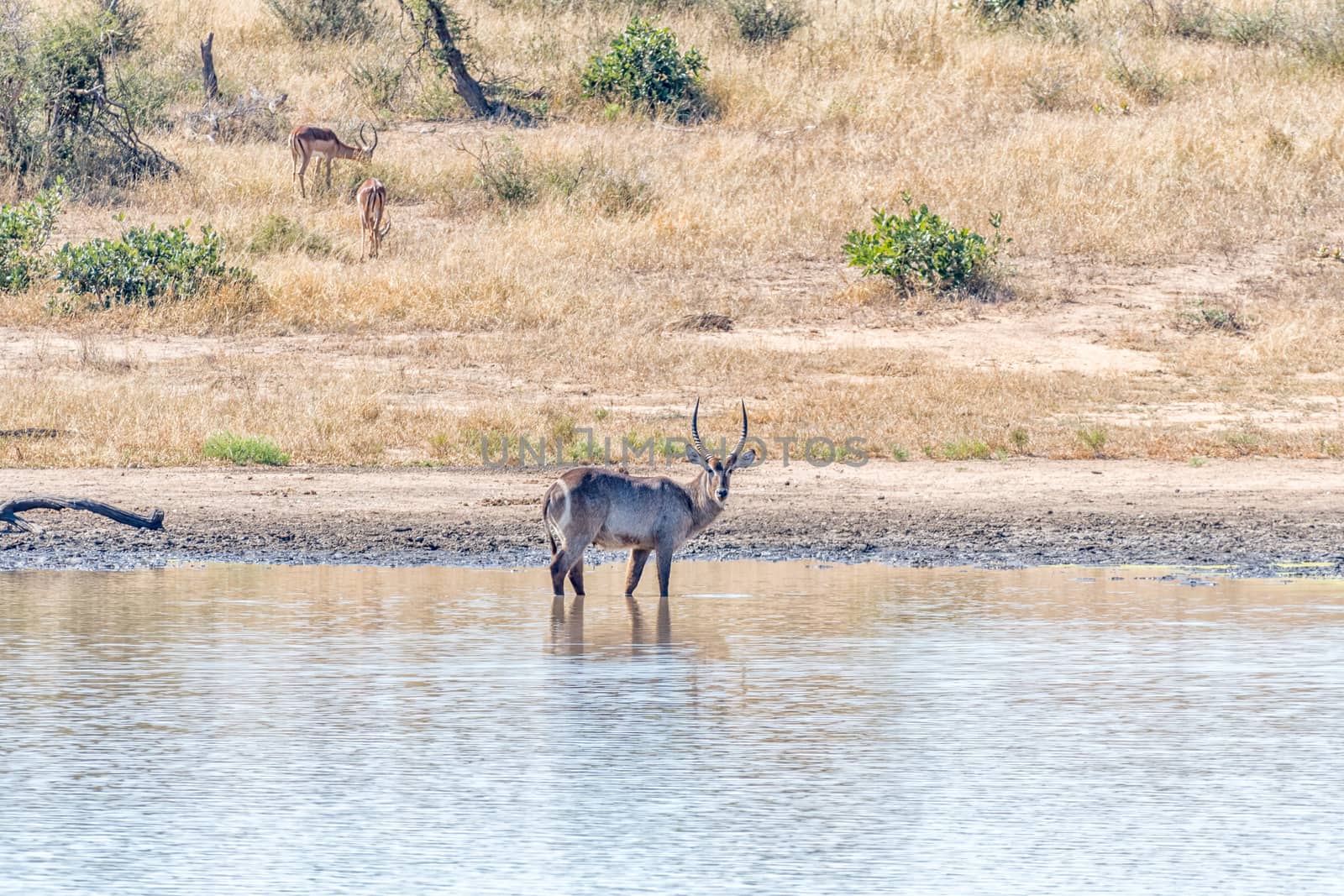 A male waterbuck, Kobus ellipsiprymnus, in a river. Impalas are visible