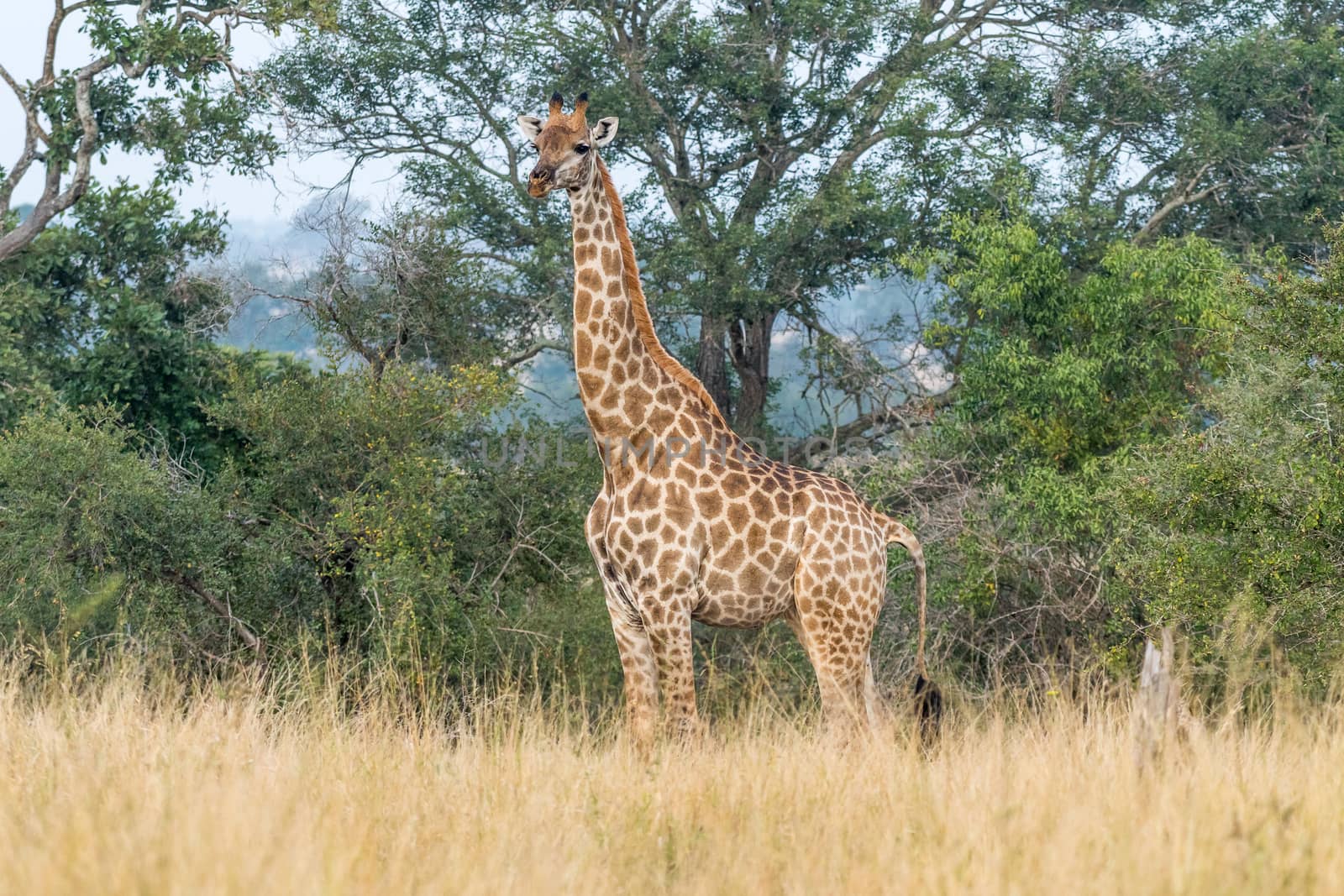 A South African Giraffe, Giraffa camelopardalis giraffa, in front of trees