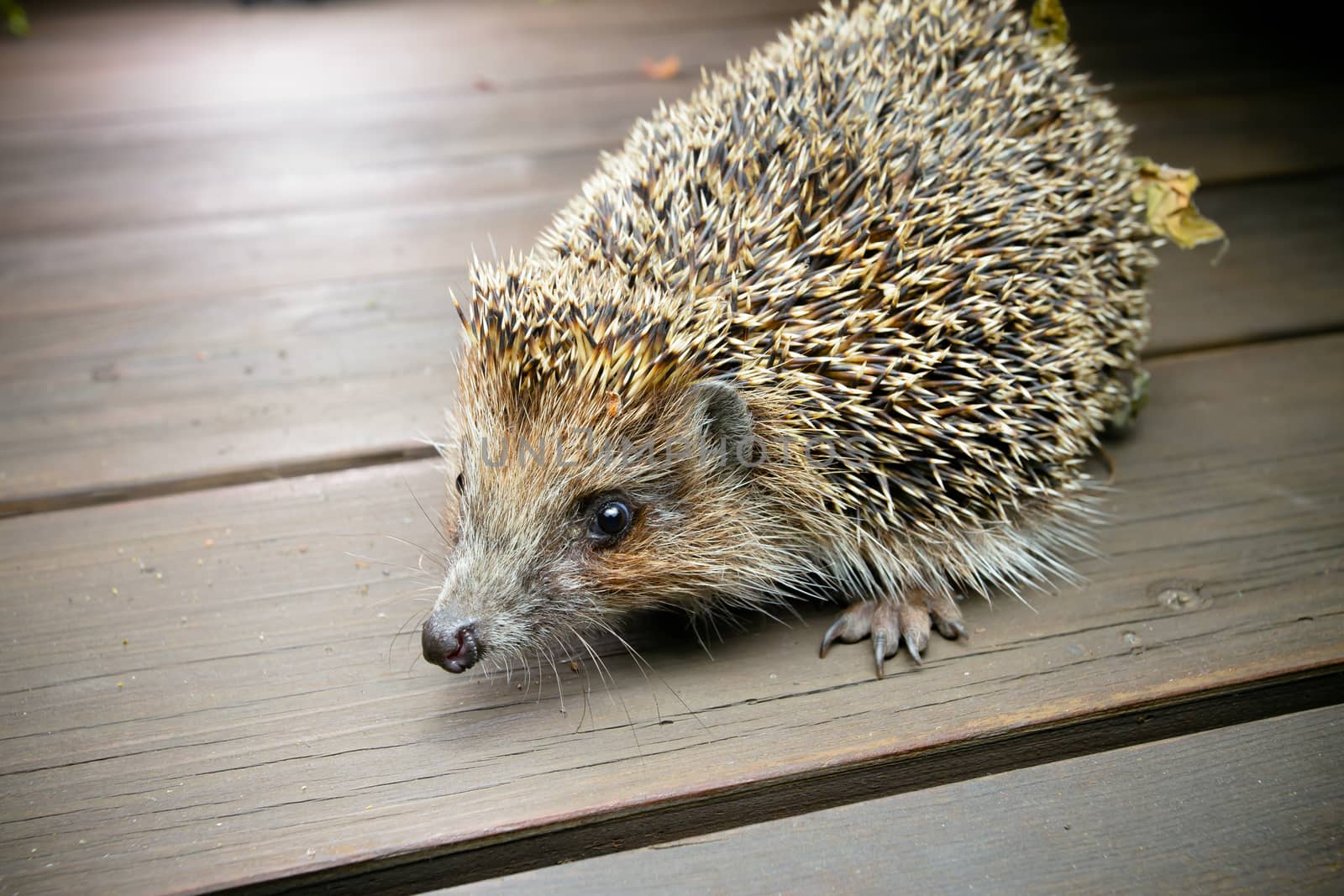 Hedgehog on wooden boards looks in camera by DmitrySteshenko