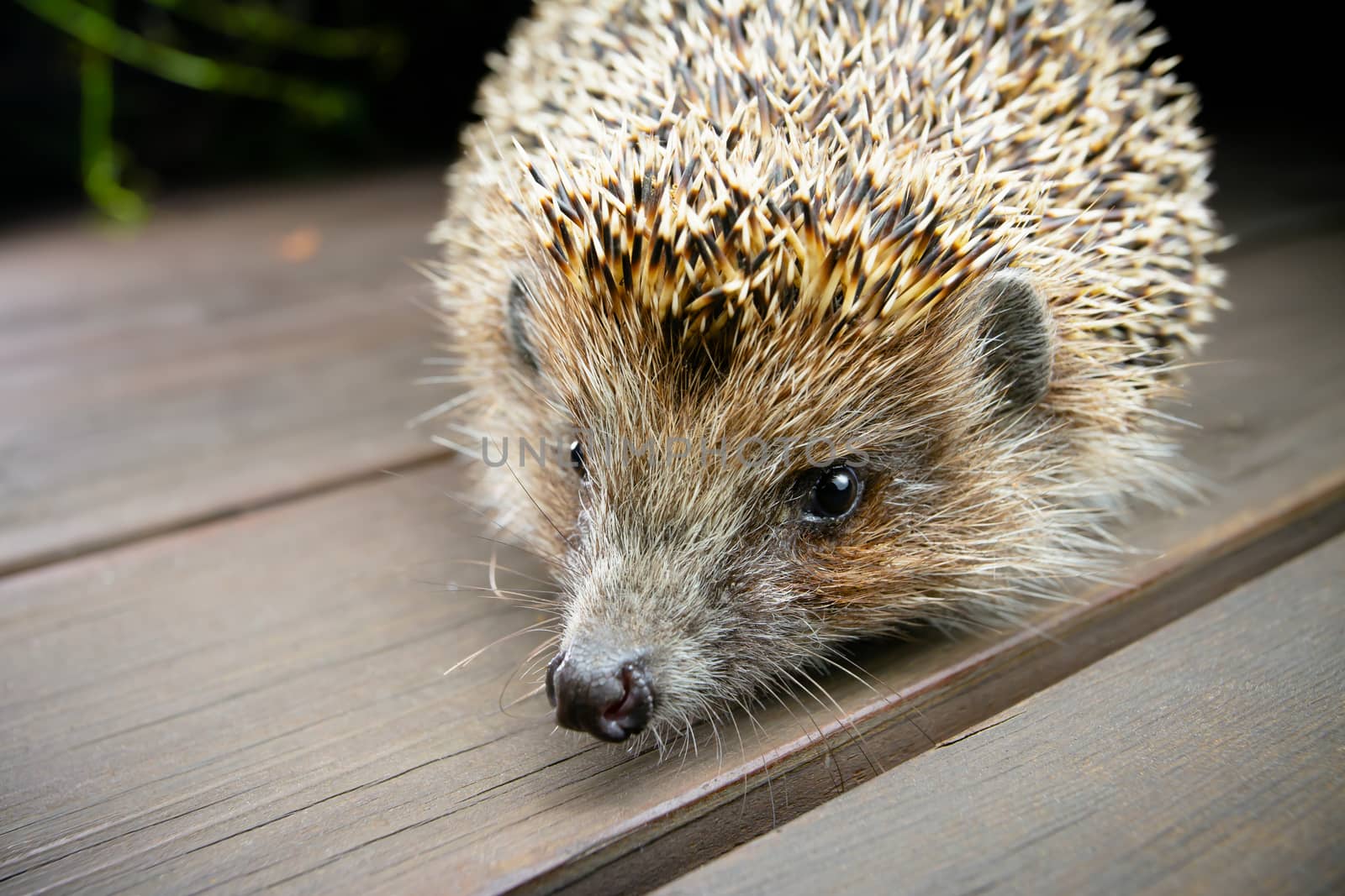 Young hedgehog in natural habitat. Selective focus