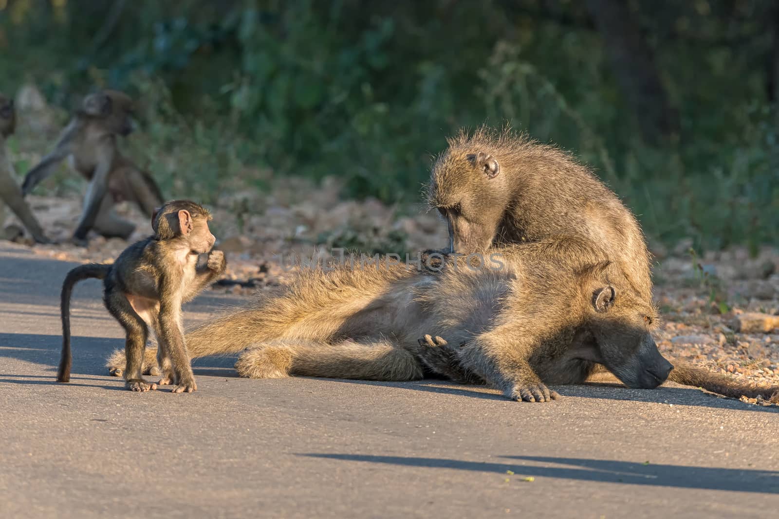 A chacma baboon, Papio ursinus, grooming another baboon. A young baboon is looking on