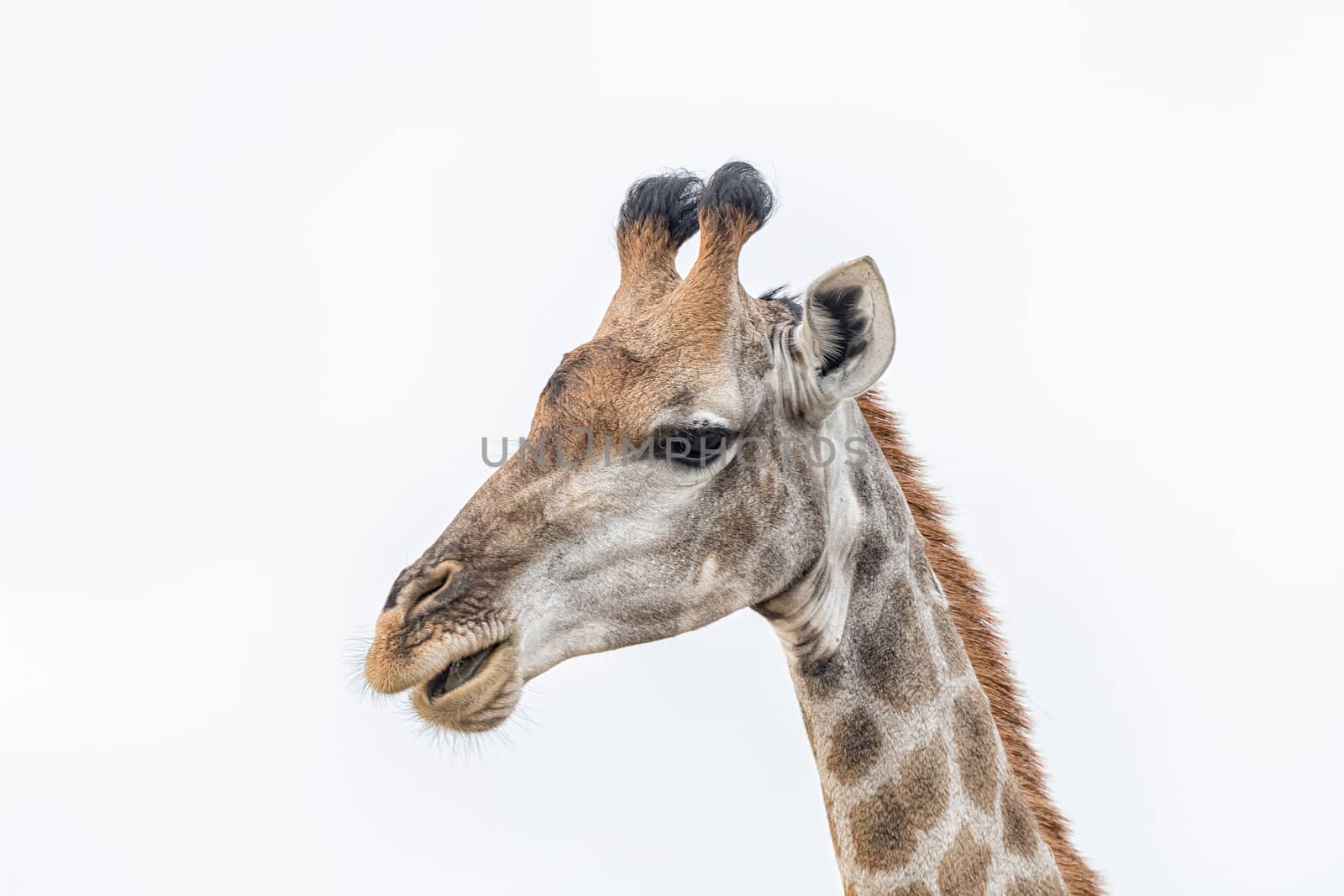 Close-up of the face of a South African Giraffe, Giraffa camelopardalis giraffa