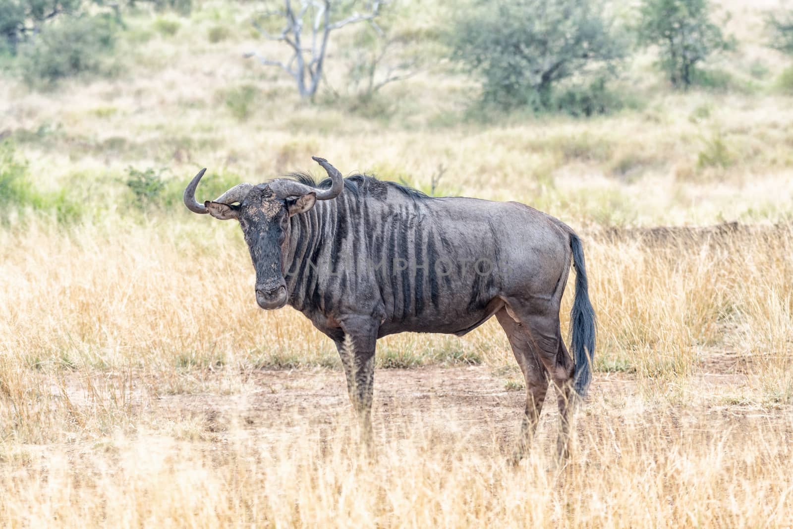 A blue wildebeest, also called brindled gnu, Connochaetes taurinus, looking towards the camera