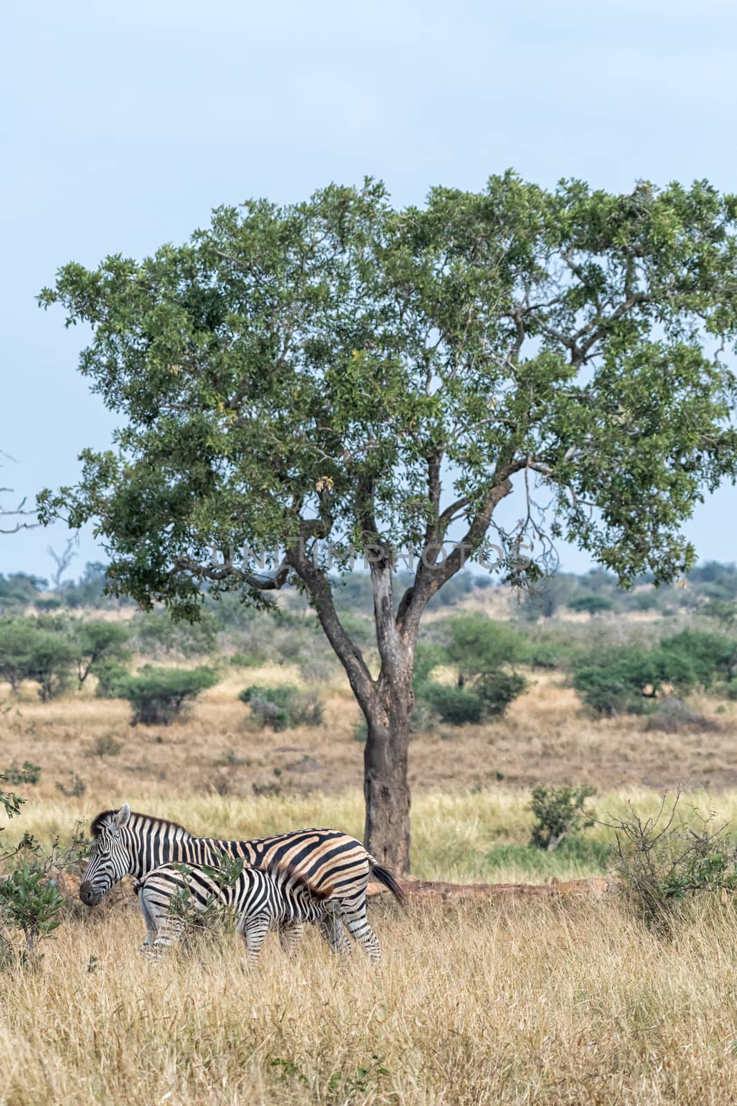 A Burchells Zebra foal, Equus quagga burchellii, suckling on its mother