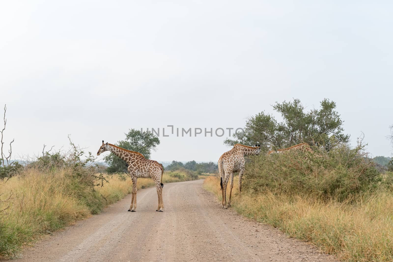 Three South African Giraffes, Giraffa camelopardalis giraffa, browsing on trees. A gravel road is visible