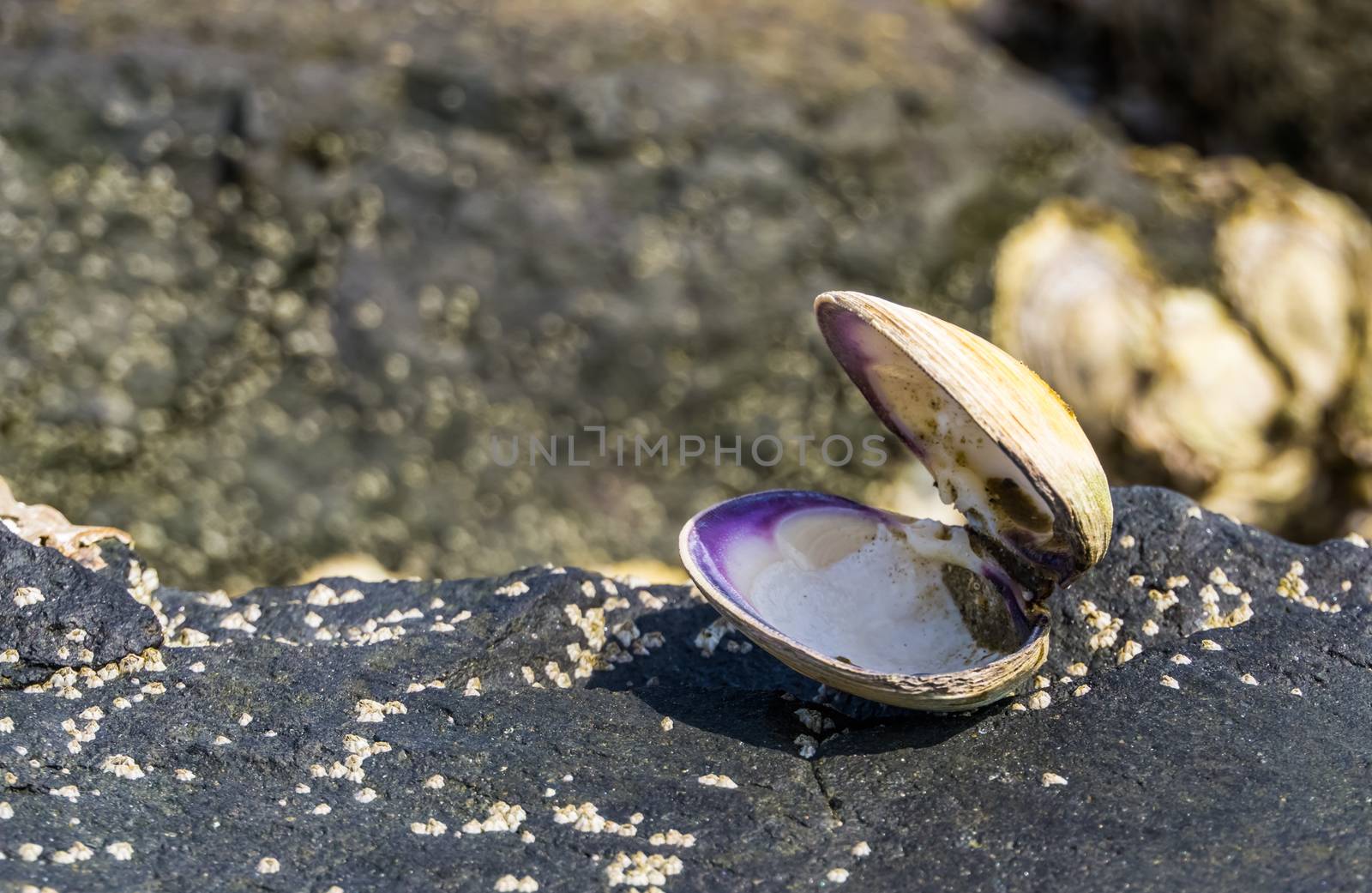 opened seashell in closeup, Beach background, the house of a mollusc, marine life animals by charlottebleijenberg