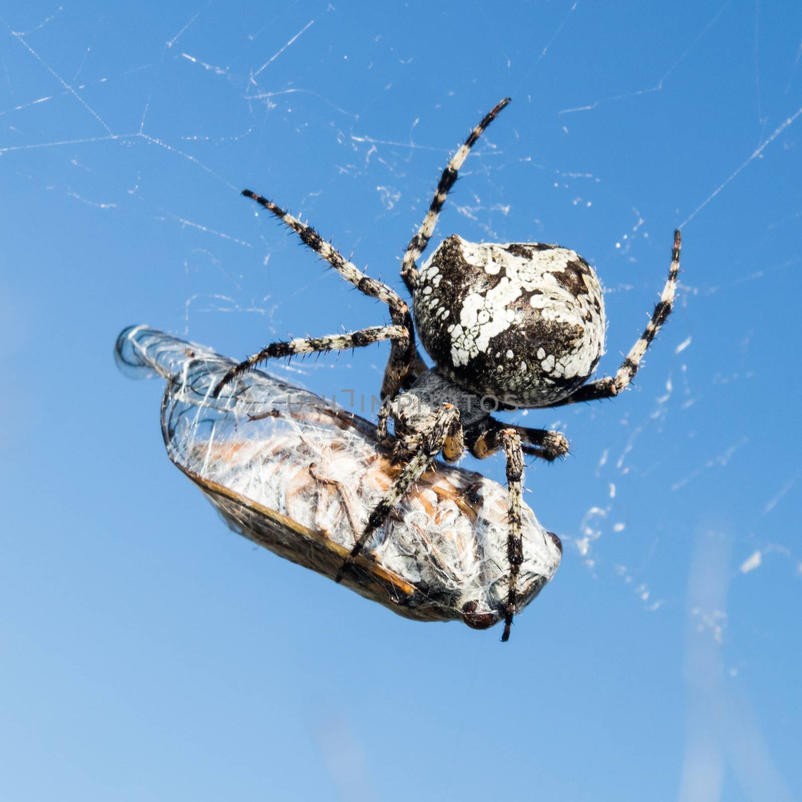 European Garden Spider, Araneus Diadematus or Cross spider with pray in spider web by kasto